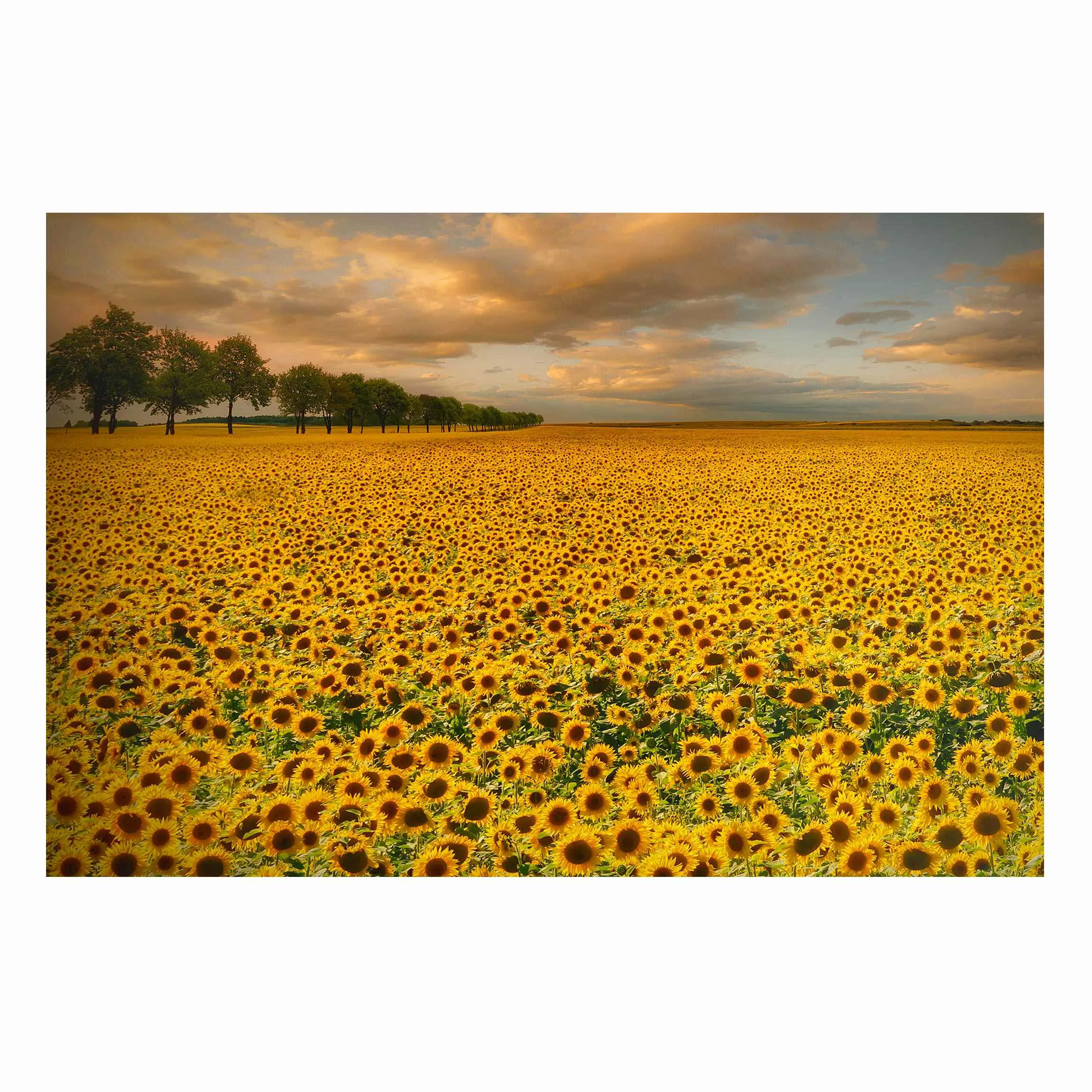 Magnettafel - Querformat 3:2 Feld mit Sonnenblumen günstig online kaufen