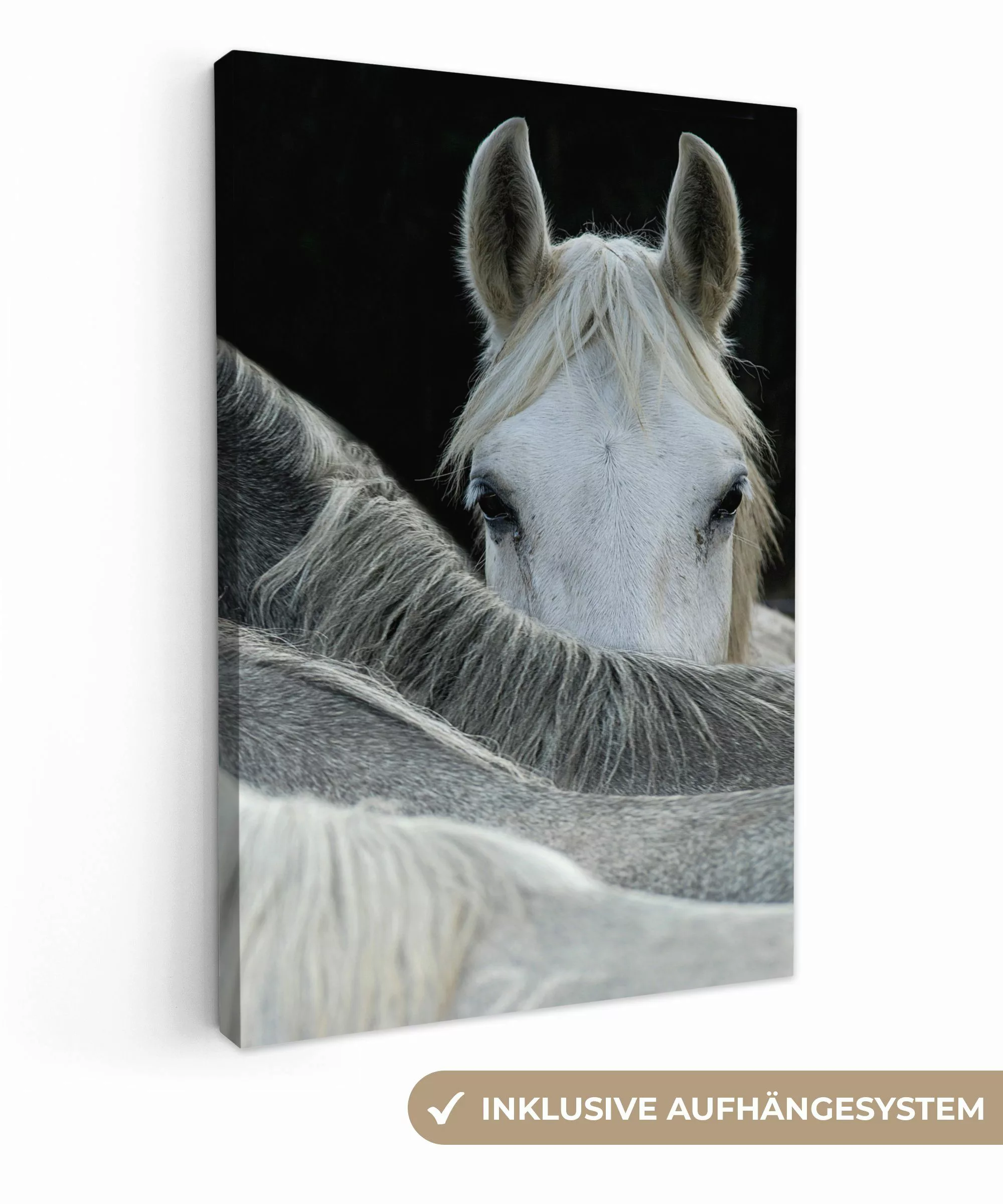 OneMillionCanvasses® Leinwandbild Pferde - Tiere - günstig online kaufen