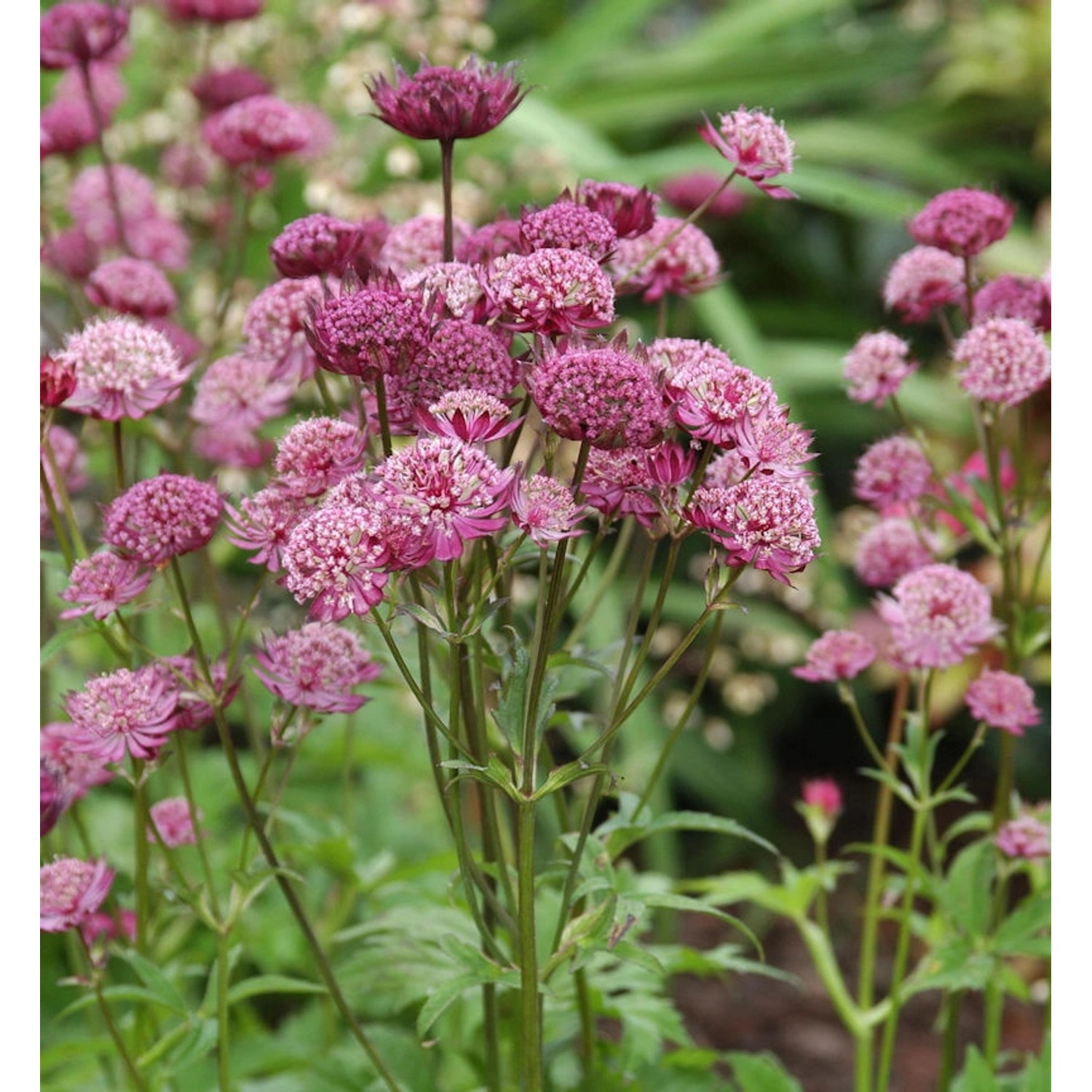 Sterndolde Star of Beauty - Astrantia major günstig online kaufen