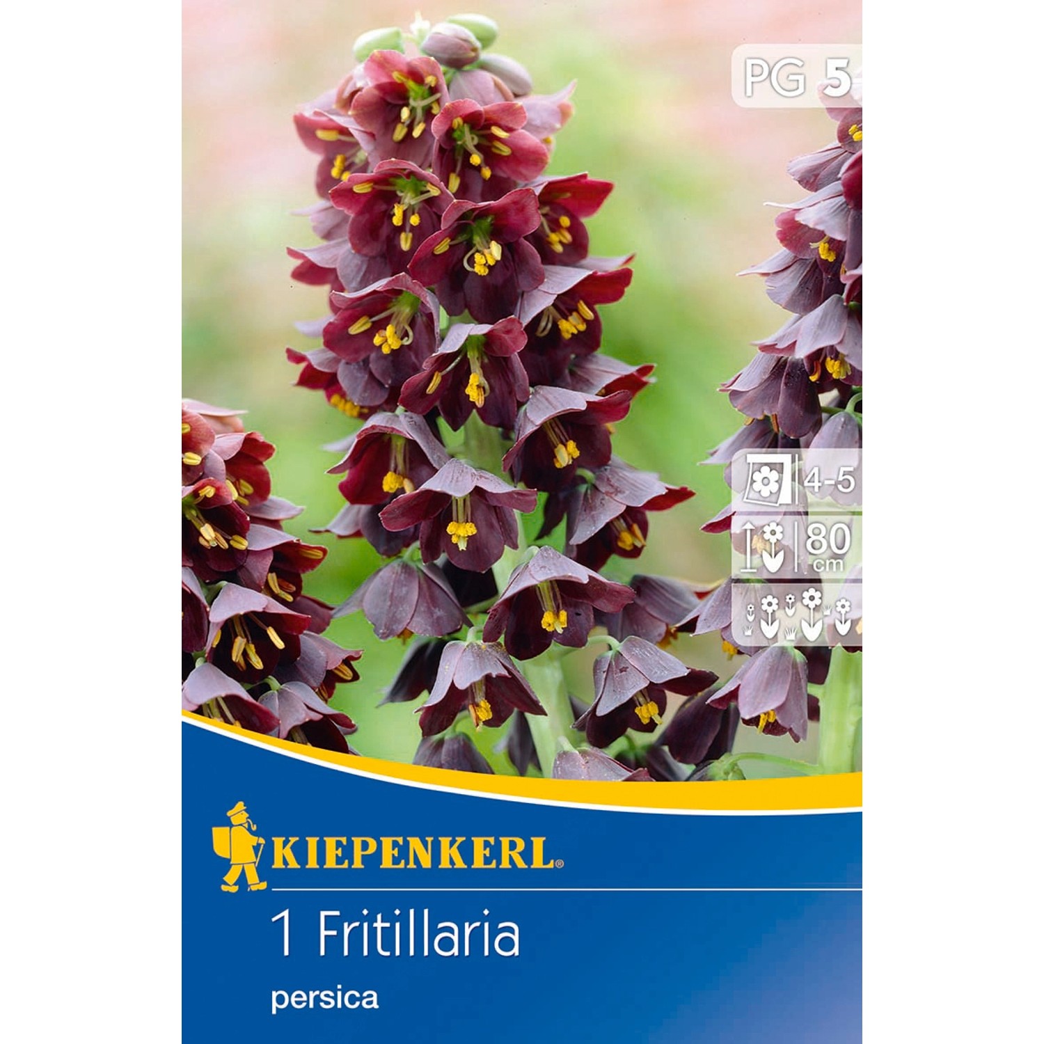 Kiepenkerl Blumenzwiebel Kaiserkrone Fritillaria persica Lila 1 Stück günstig online kaufen