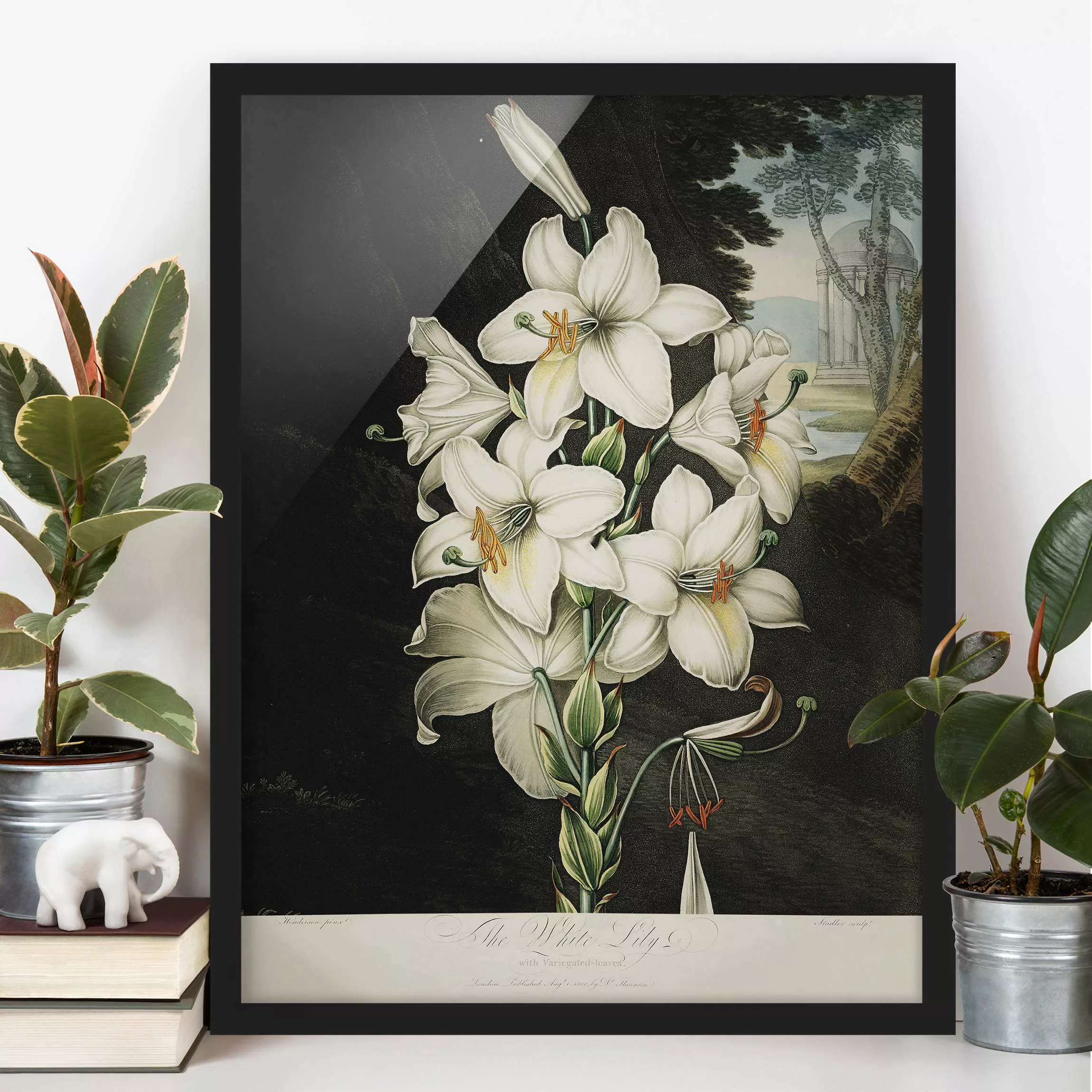 Bild mit Rahmen Blumen - Hochformat Botanik Vintage Illustration Weiße Lili günstig online kaufen