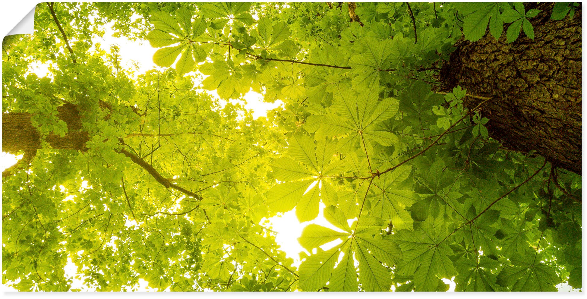 Artland Wandbild »Blick nach Oben im Wald, grüne Bäume«, Blätterbilder, (1 günstig online kaufen