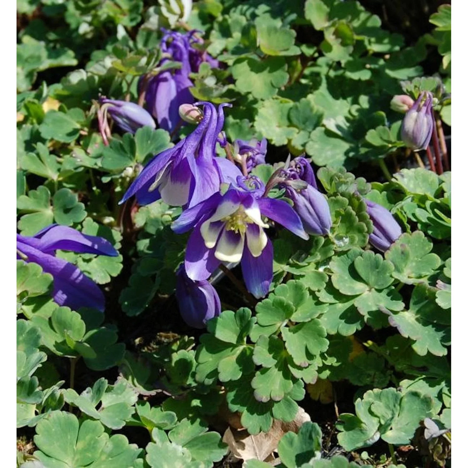 Garten-Akelei Winky Blau-Weiß - Aquilegia vularis günstig online kaufen