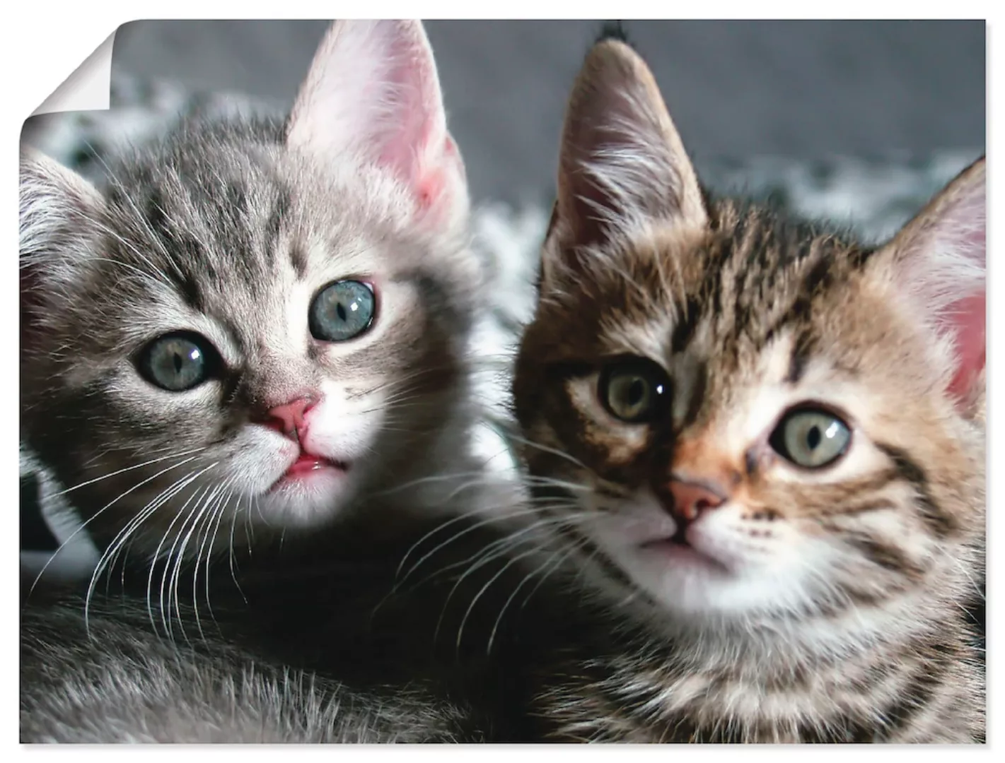 Artland Wandbild "Katze", Haustiere, (1 St.), als Alubild, Outdoorbild, Lei günstig online kaufen