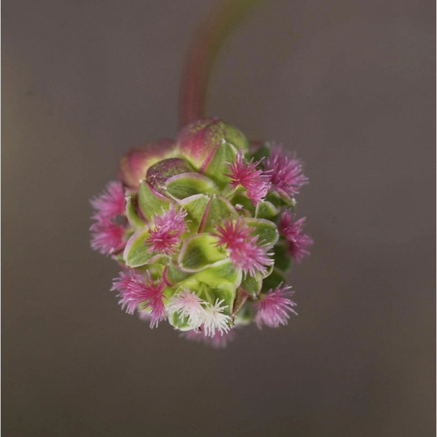 Kleiner Wiesenknopf Little Angel - Sanguisorba minor günstig online kaufen