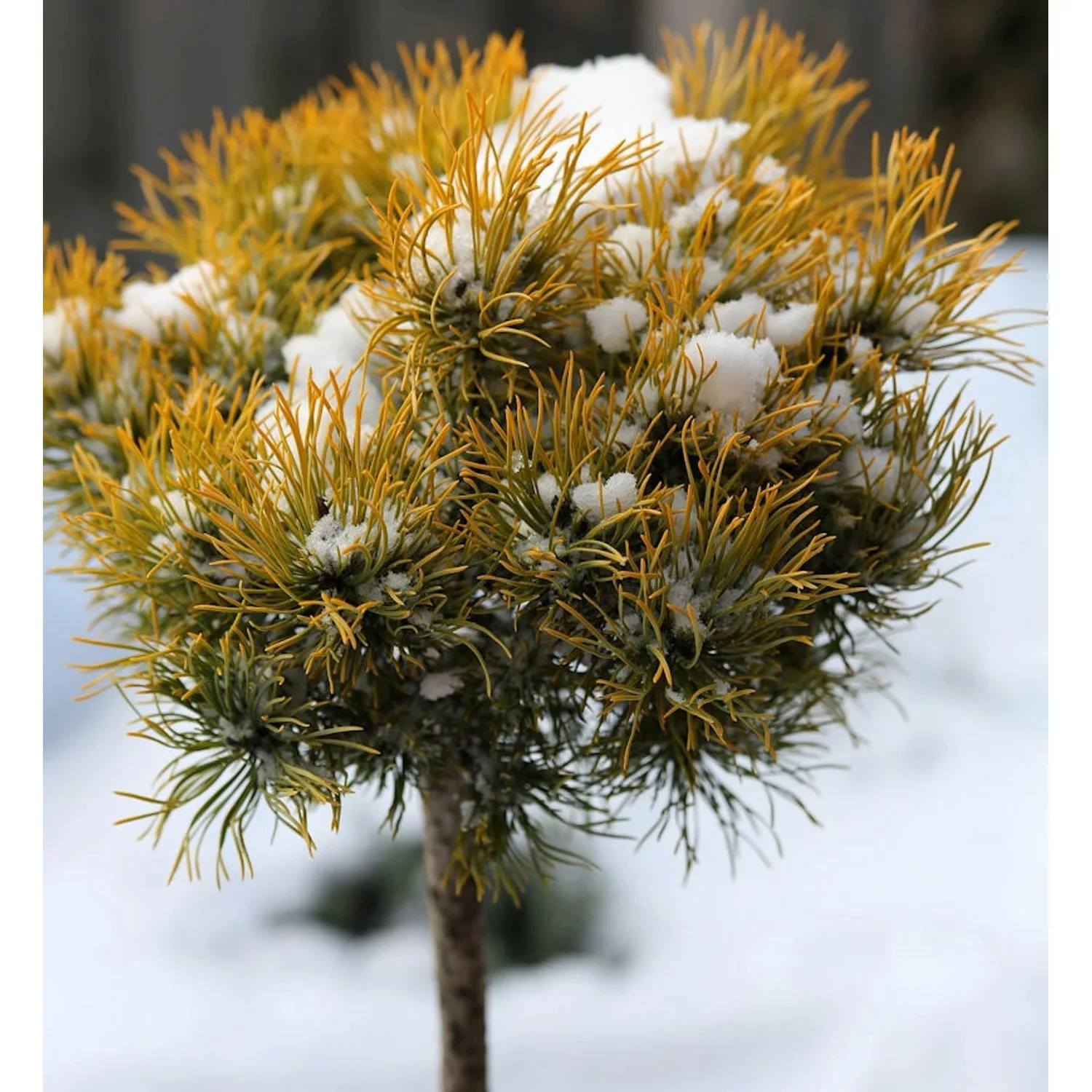 Hochstamm Wintergelbe Zwergbergkiefer 40-60cm - Pinus mugo günstig online kaufen