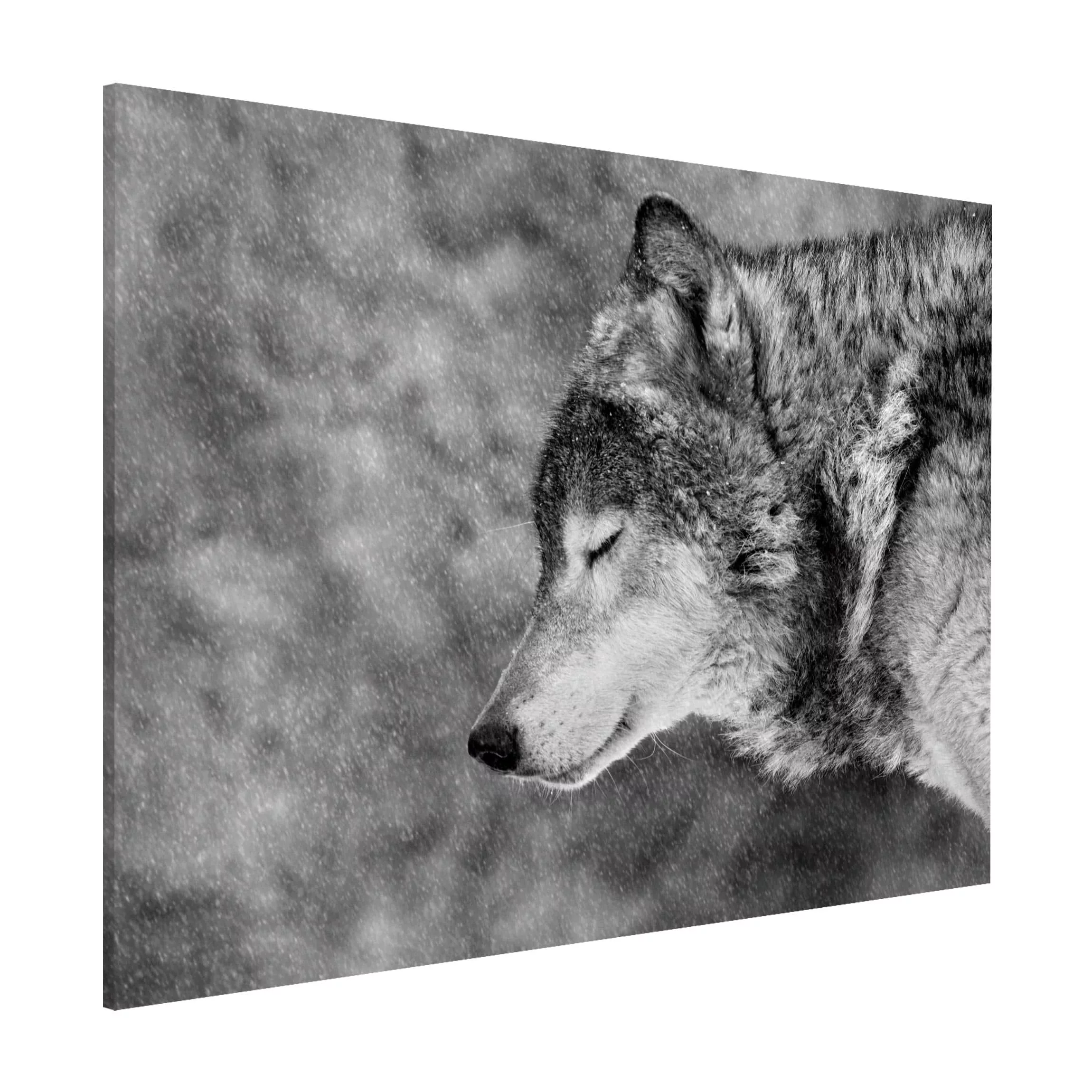 Magnettafel Tiere - Querformat 4:3 Winter Wolf günstig online kaufen