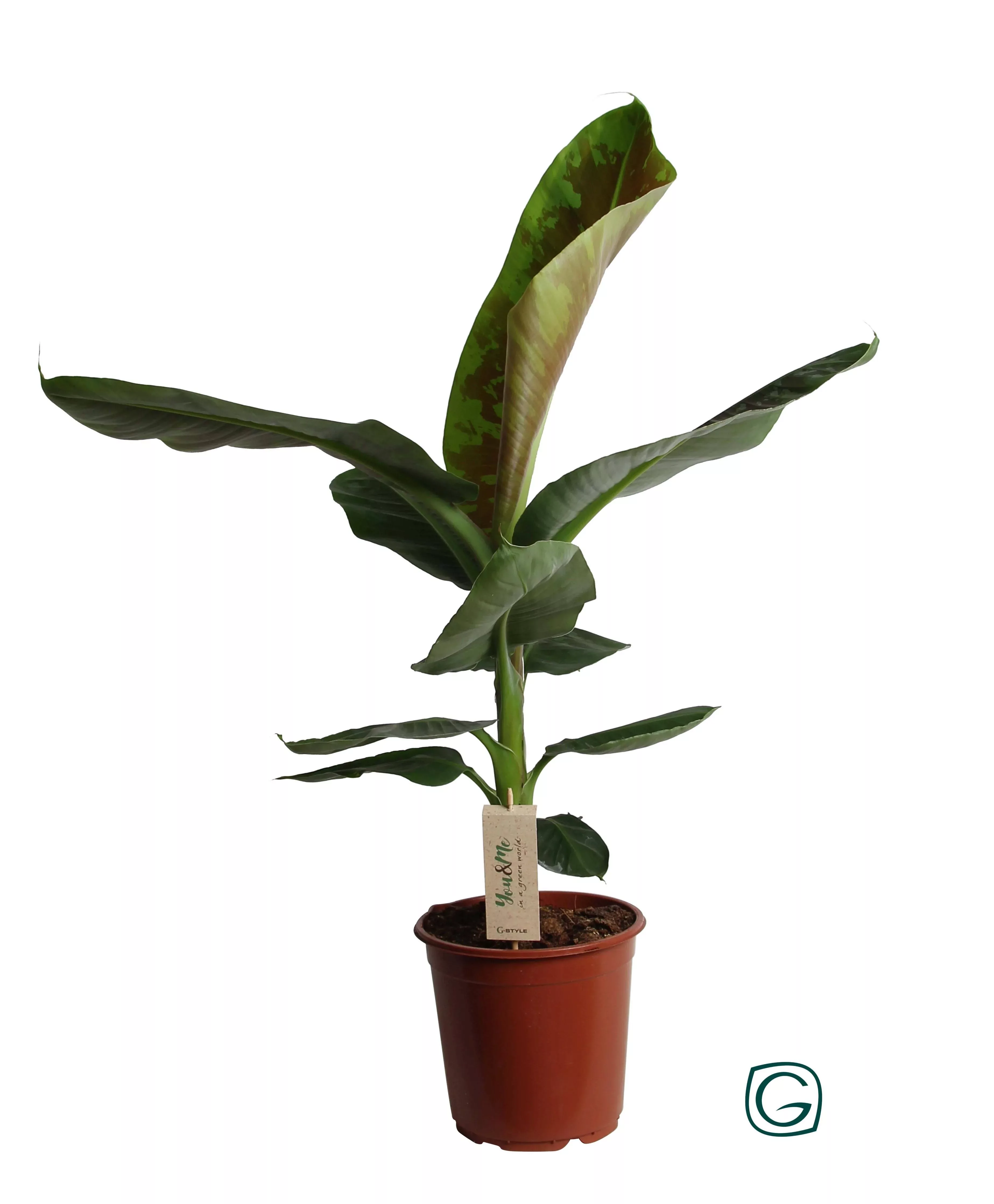 Perfect Plant | Pflanze Musa Cavendish XL günstig online kaufen
