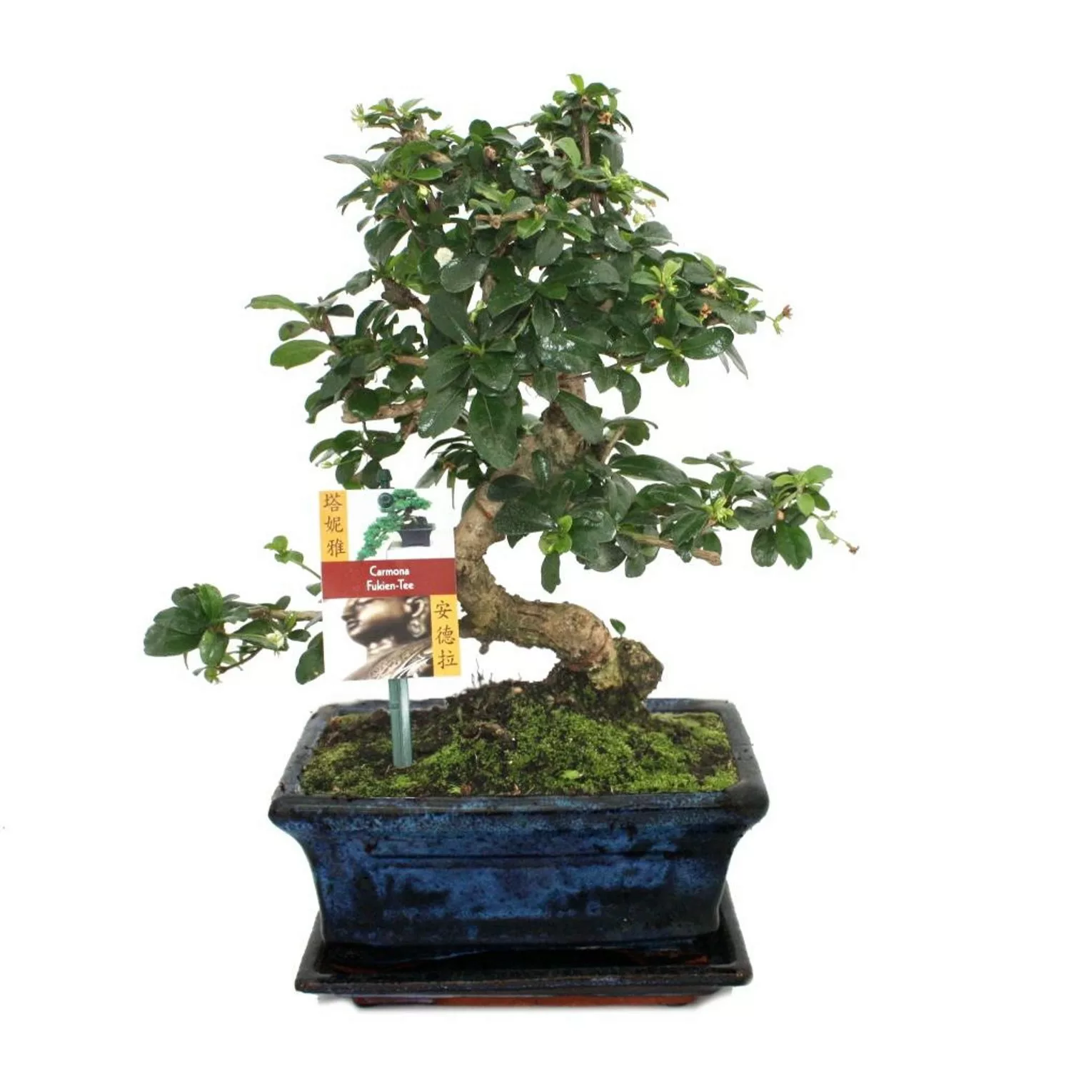 Exotenherz Bonsai Fukientee Carmona Microphylla ca. 8 Jahre günstig online kaufen
