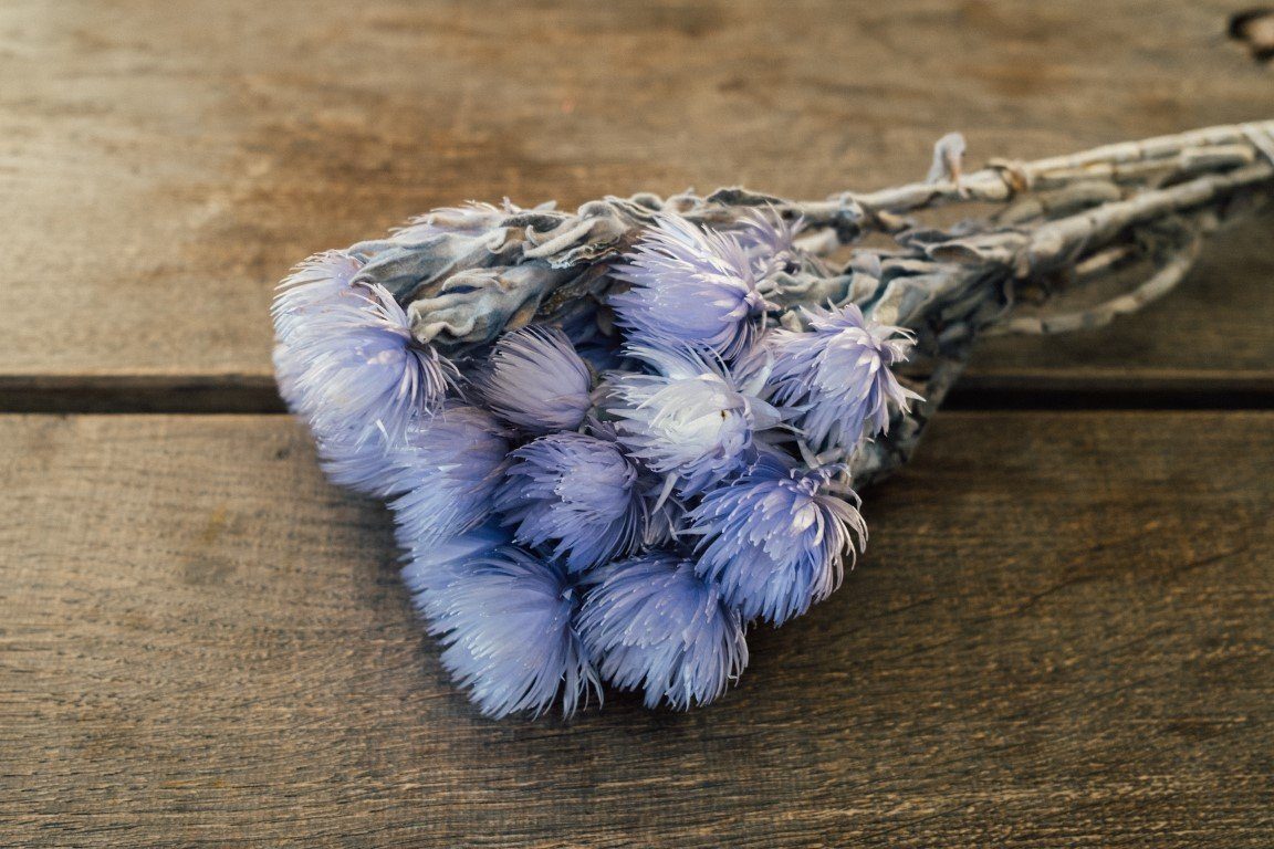 Trockenblume Cape Flower Lila im Bund günstig online kaufen
