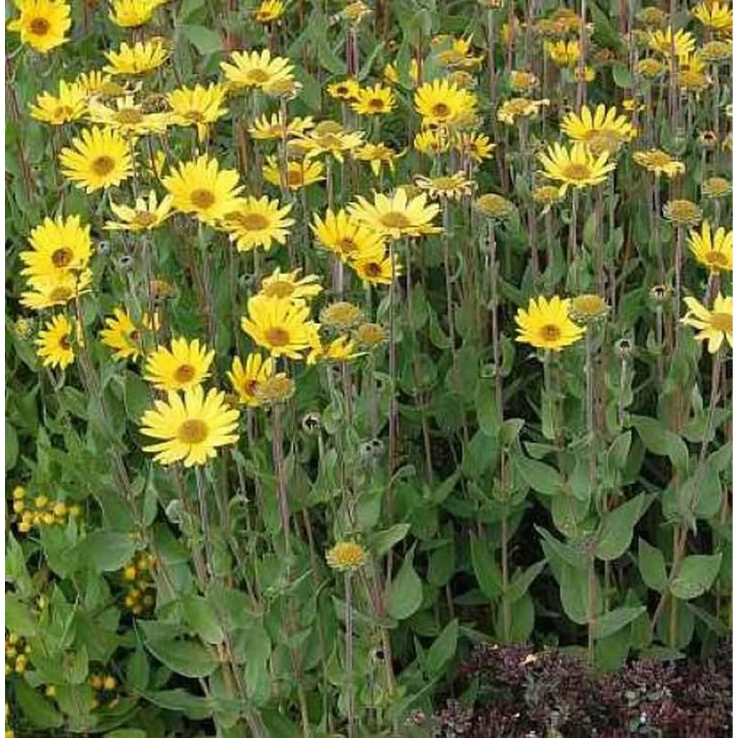 Stauden Sonnenblume - Helianthus atrorubens günstig online kaufen