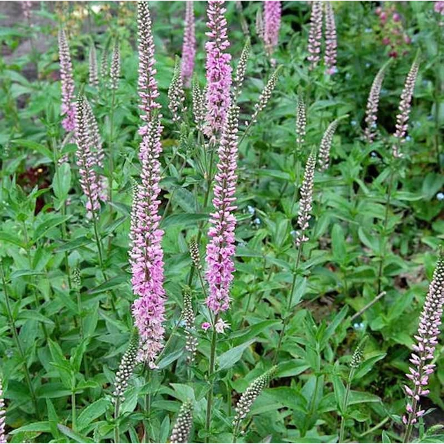 Hoher Wiesenehrenpreis Pink Damask - Veronica longifolia günstig online kaufen