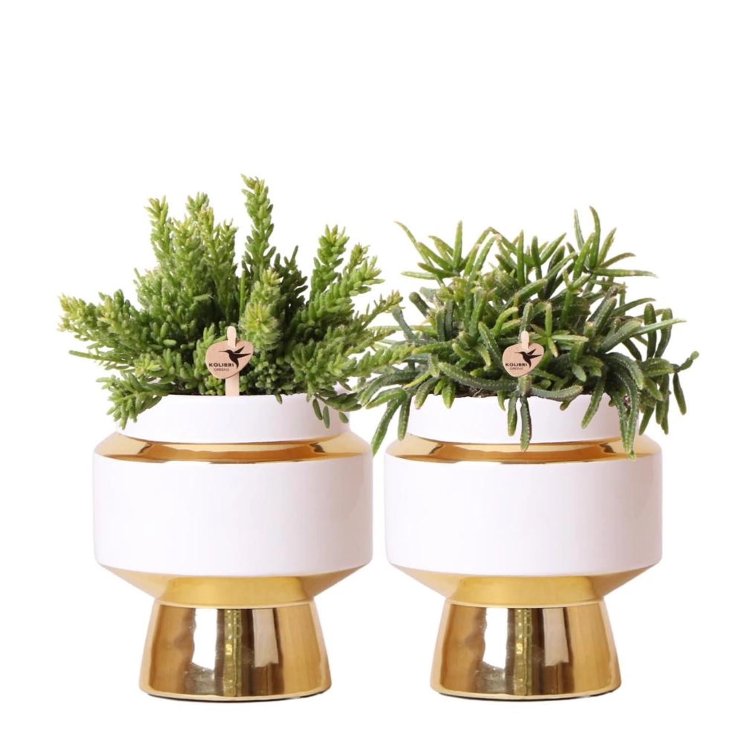 Kolibri Greens Rhipsalis Satz Von 2 Pflanzen In Gold Le Chic Dekorative Töp günstig online kaufen