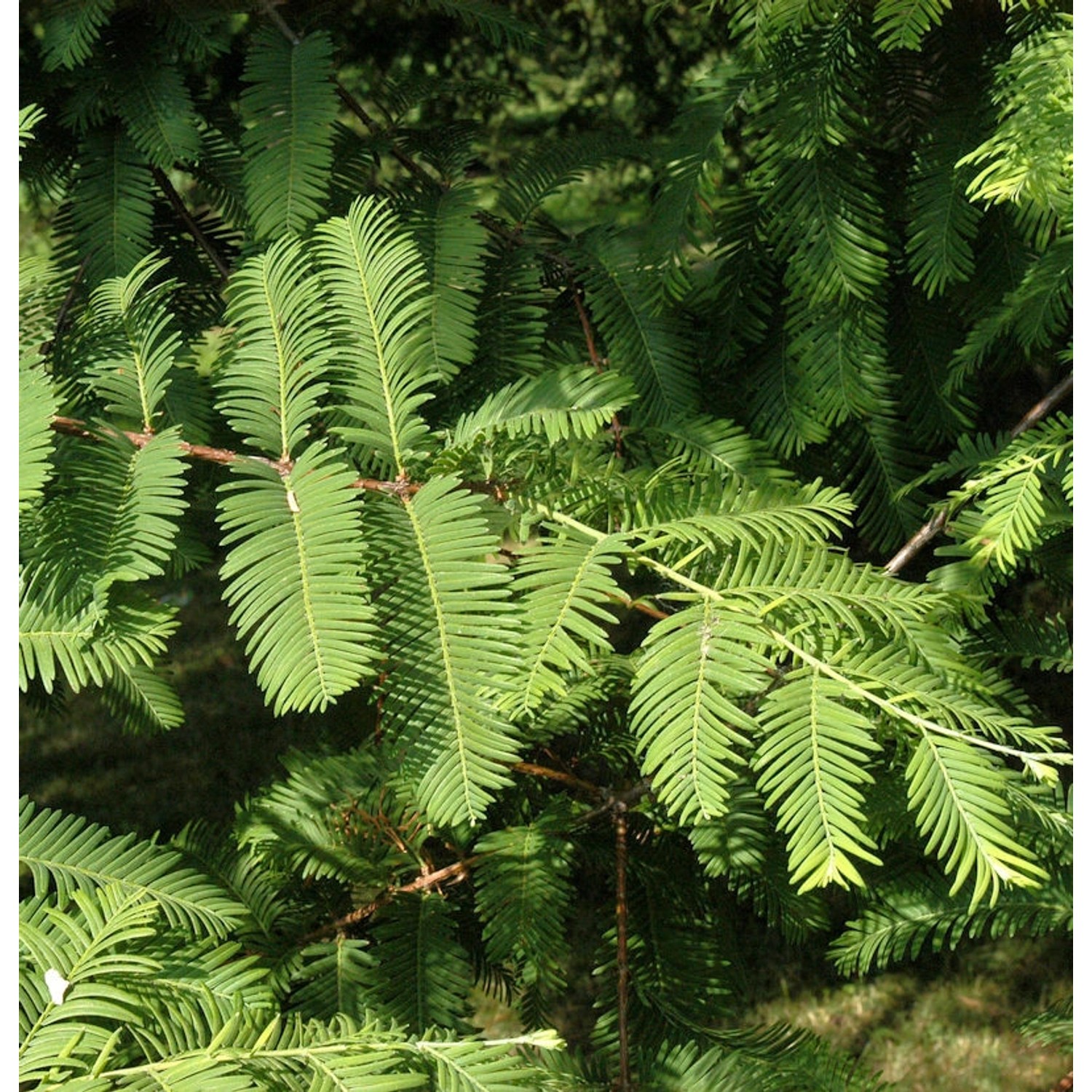 Hochstamm Kugelige Sumpfzypresse Cave Hill 60-80cm - Taxodium distichum günstig online kaufen