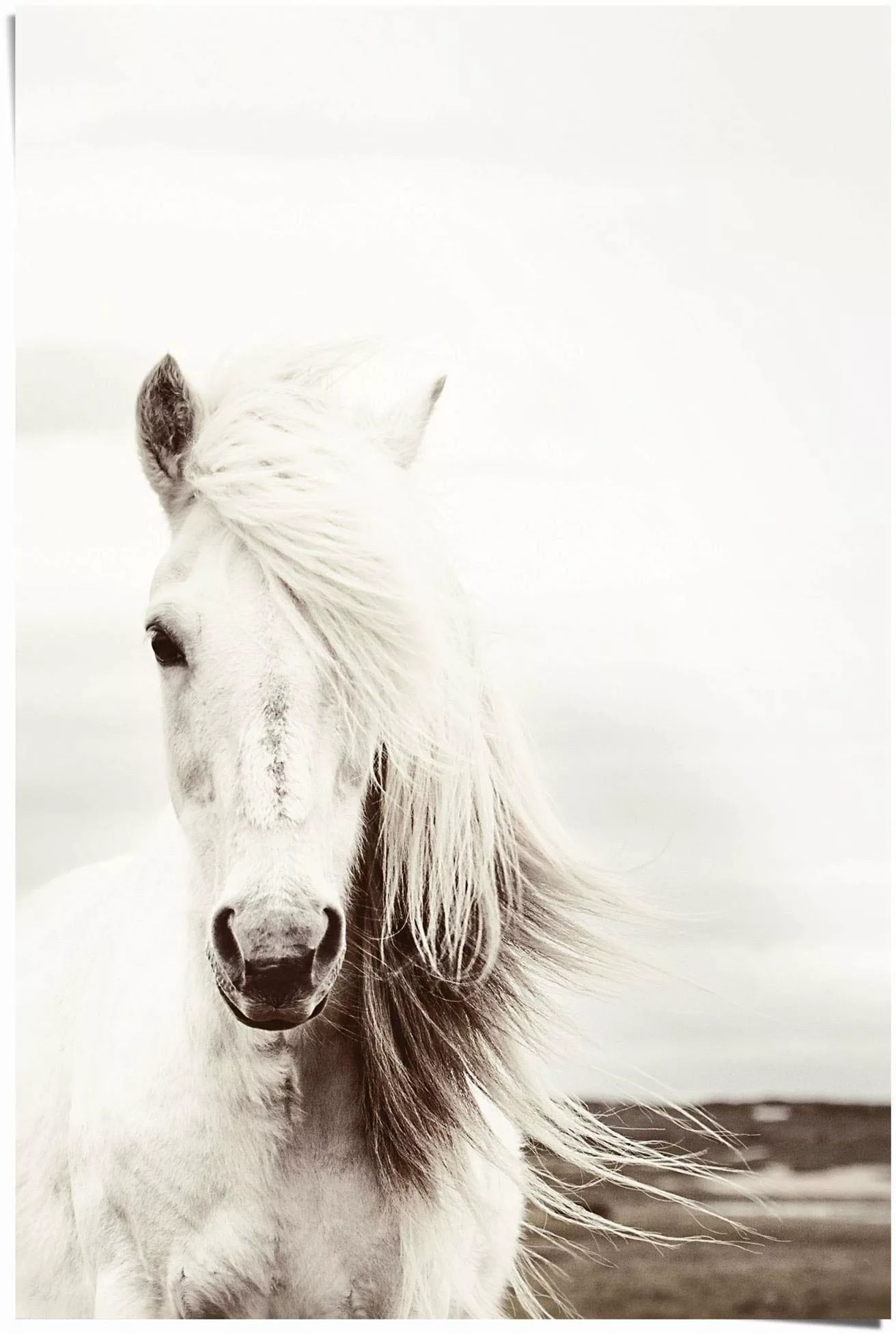 Reinders Poster "Poster Weißes Pferd", Pferde, (1 St.) günstig online kaufen
