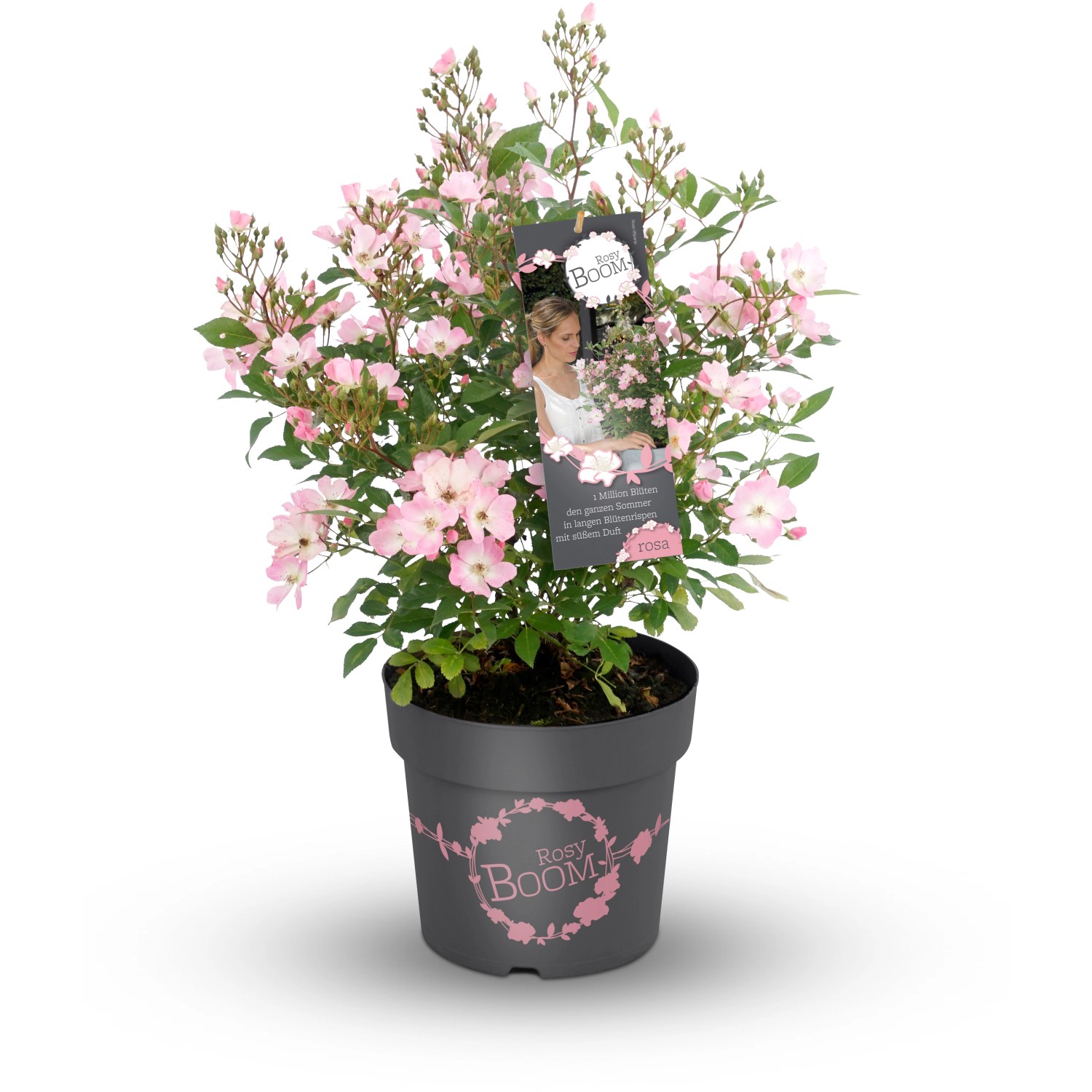 GROW by OBI Strauchrose Rosy Boom Rosa Topf ca. 6 l günstig online kaufen