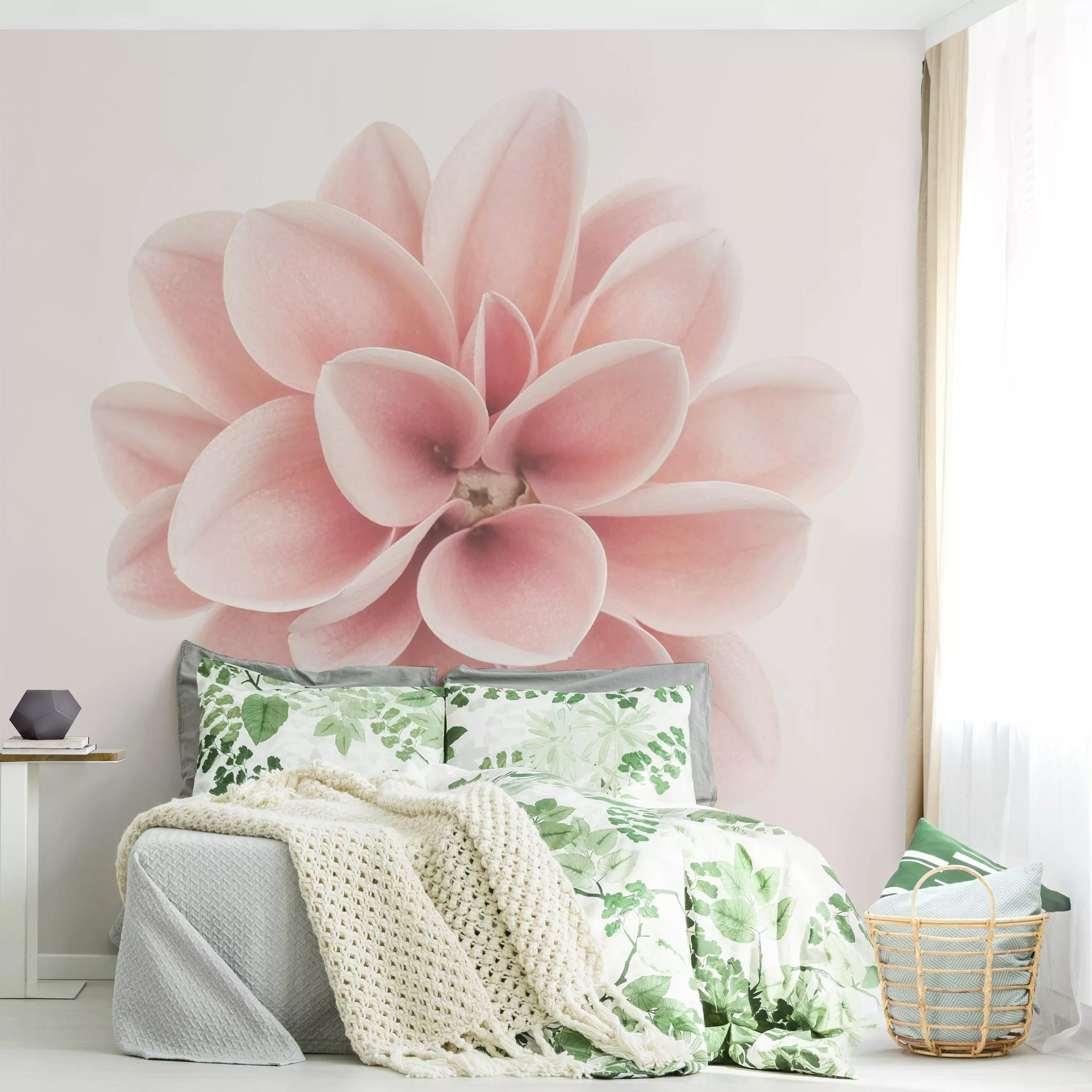Fototapete Dahlie Rosa Pastell Blume Zentriert günstig online kaufen