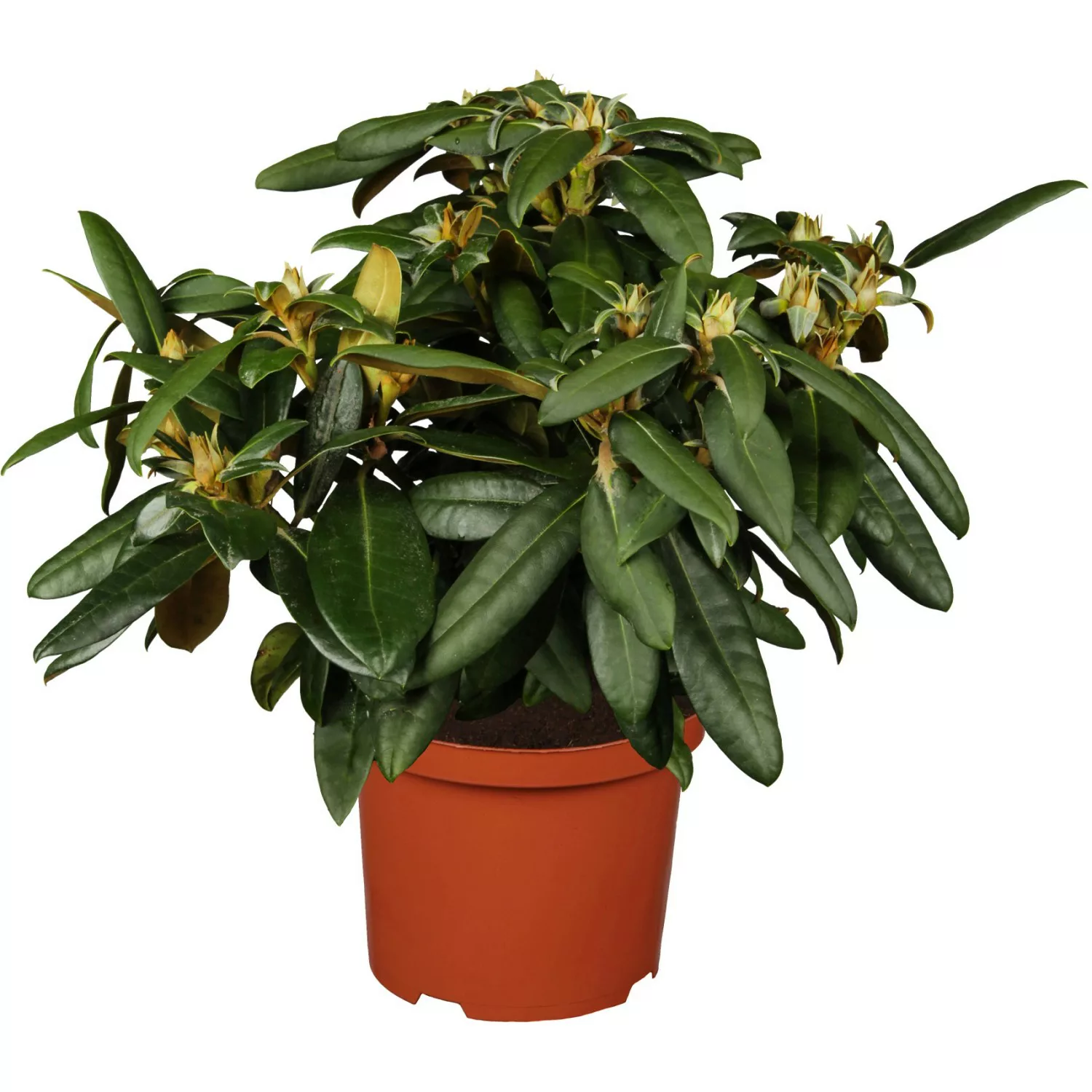 OBI Yaku-Rhododendron Golden Torch Grün Höhe ca. 20 - 30 cm Topf ca. 5 l günstig online kaufen