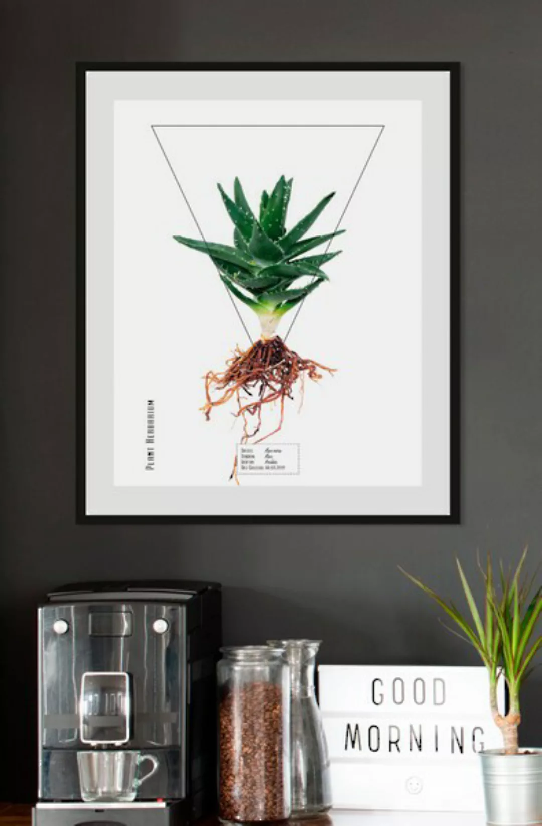 queence Bild "Aloe vera", (1 St.) günstig online kaufen