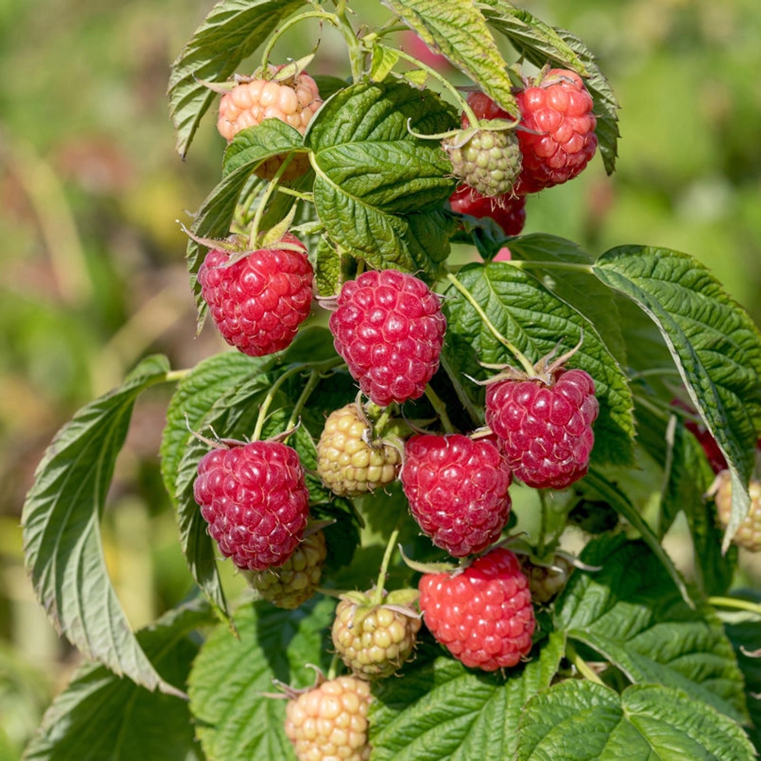 Himbeere Autumn First - Rubus idaeus günstig online kaufen