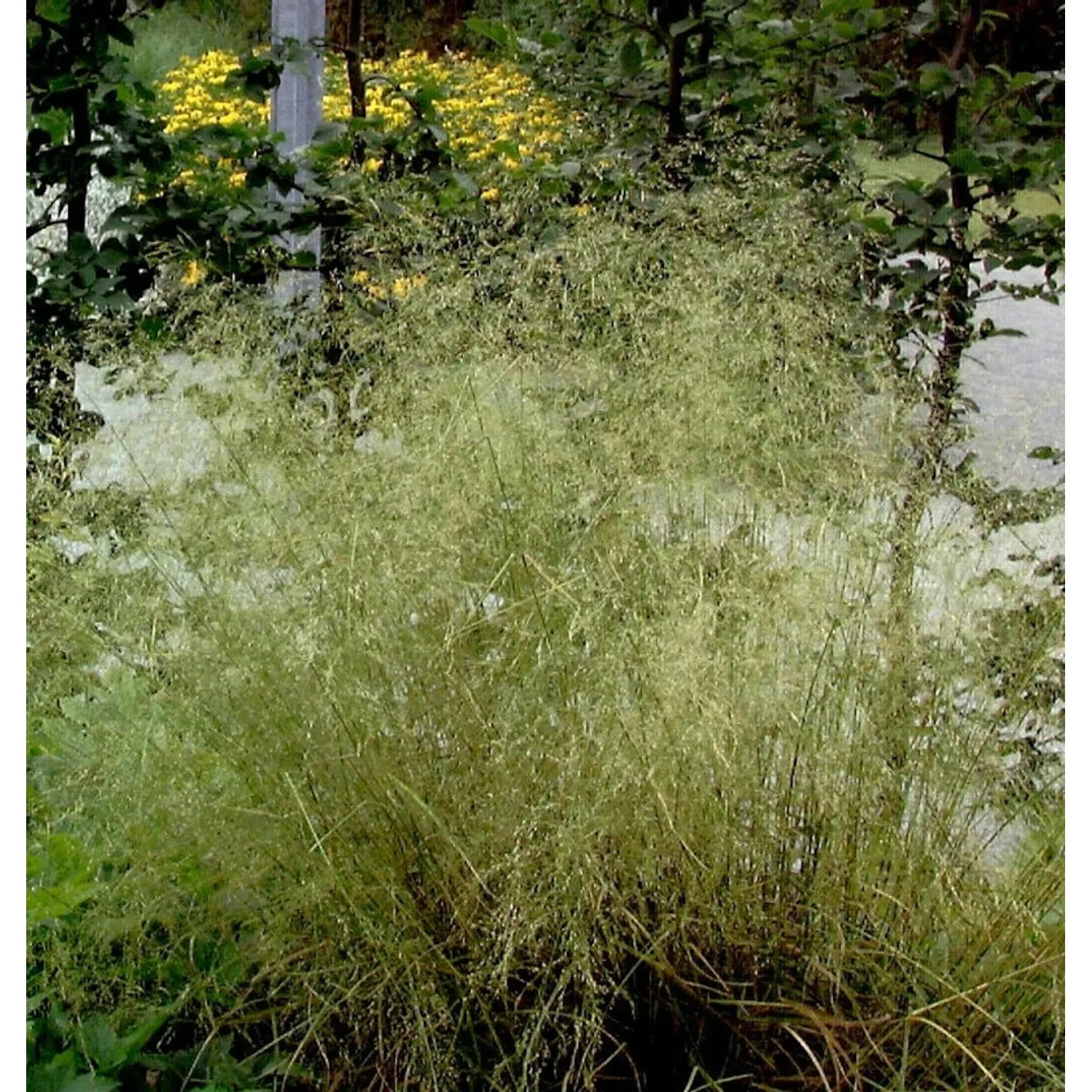 Waldschmiele Palava - Deschampsia cespitosa günstig online kaufen