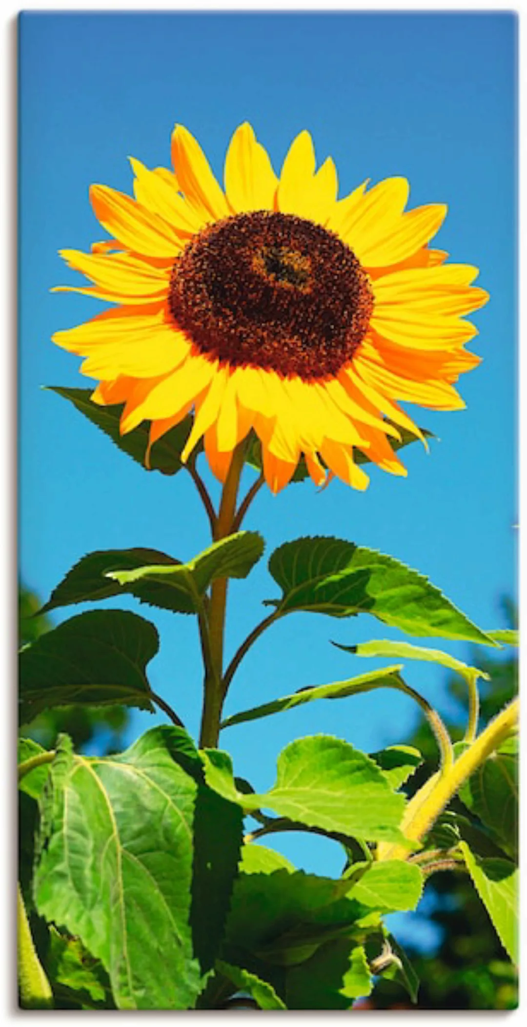 Artland Wandbild »Sonnenblume«, Blumen, (1 St.), als Alubild, Outdoorbild, günstig online kaufen