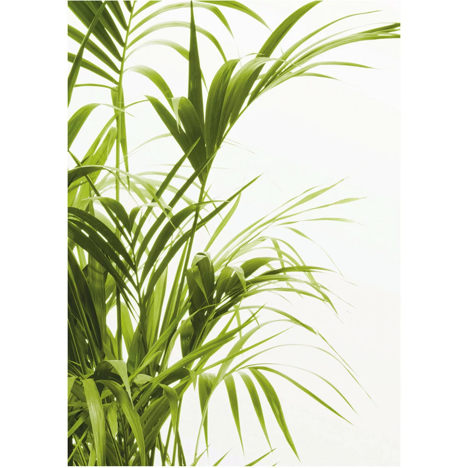 Komar Poster »Reed Leaves«, Pflanzen-Blätter, (1 St.), Kinderzimmer, Schlaf günstig online kaufen