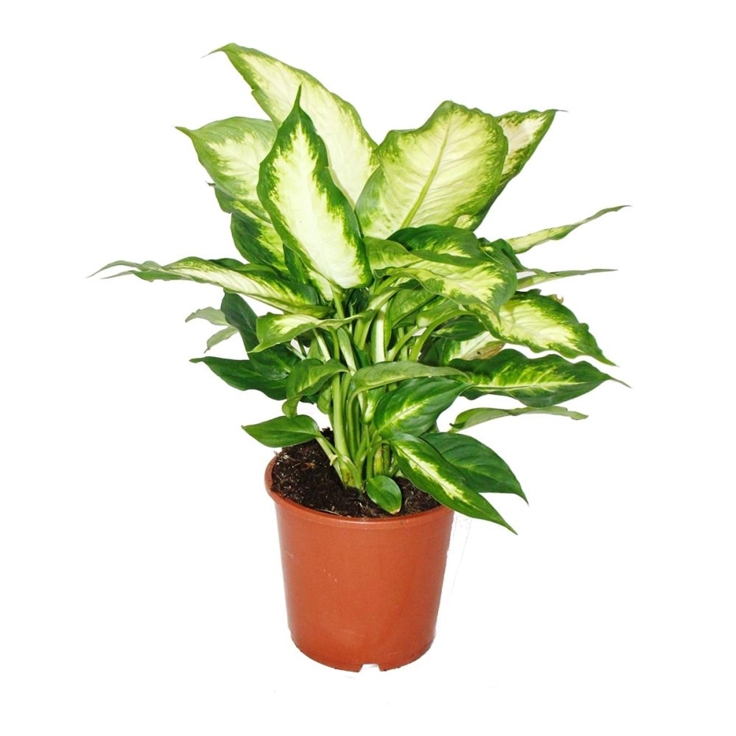 Exotenherz Dieffenbachia Zimmerpflanzen Topfpflanze für Anfänger 17cm Topf günstig online kaufen