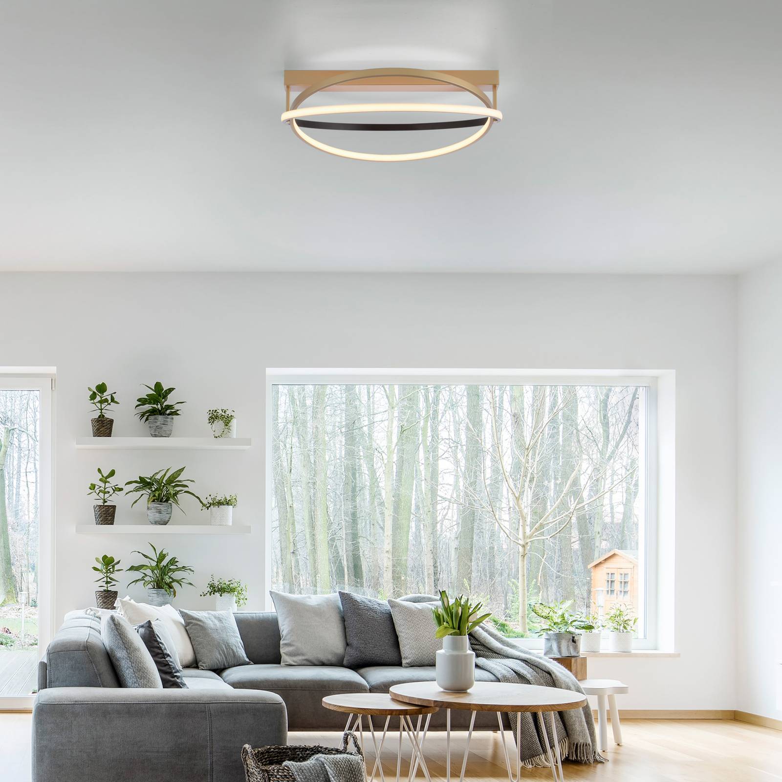 Paul Neuhaus Q-Beluga LED-Deckenleuchte, messing günstig online kaufen