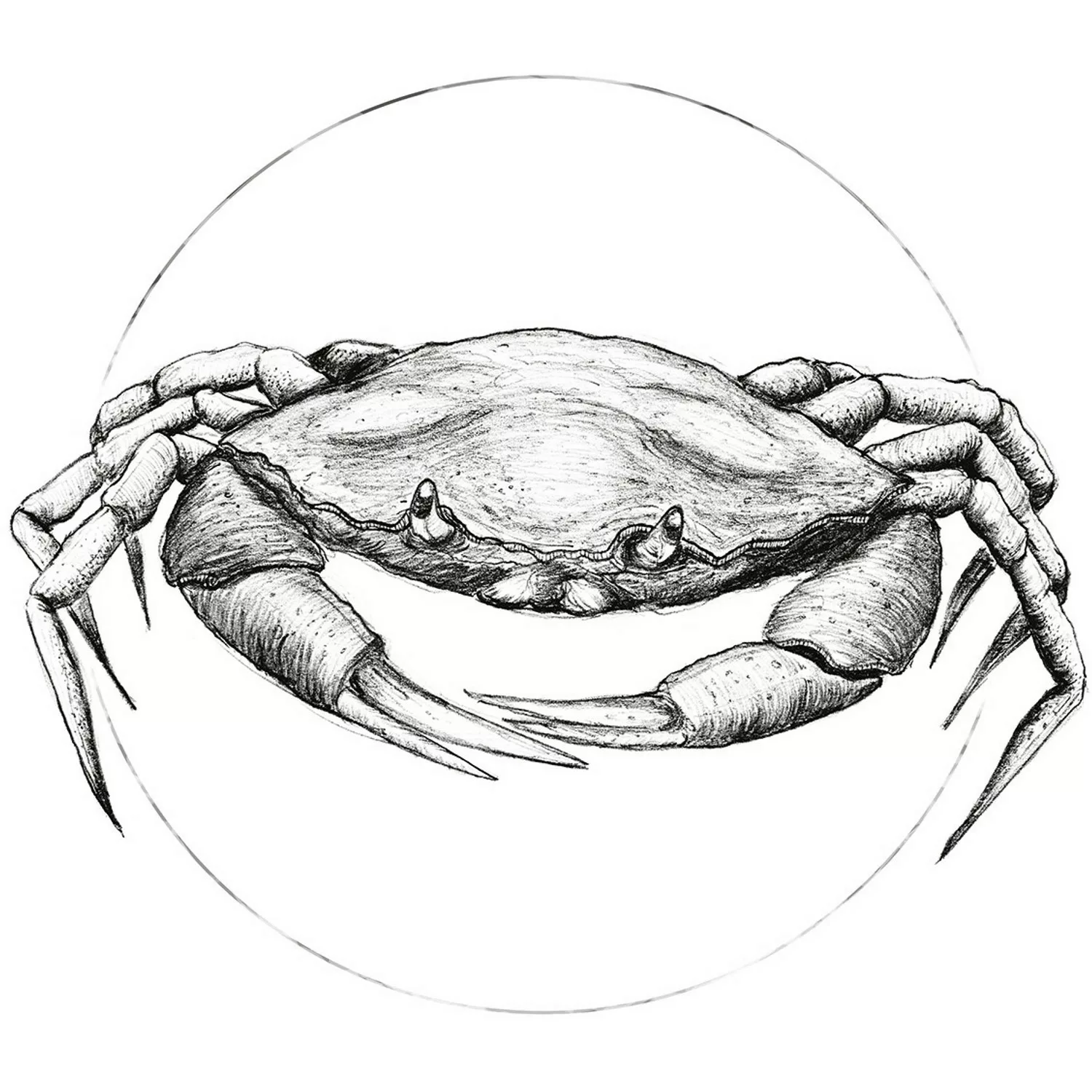 Komar Poster »Crab White«, Tiere, (1 St.) günstig online kaufen