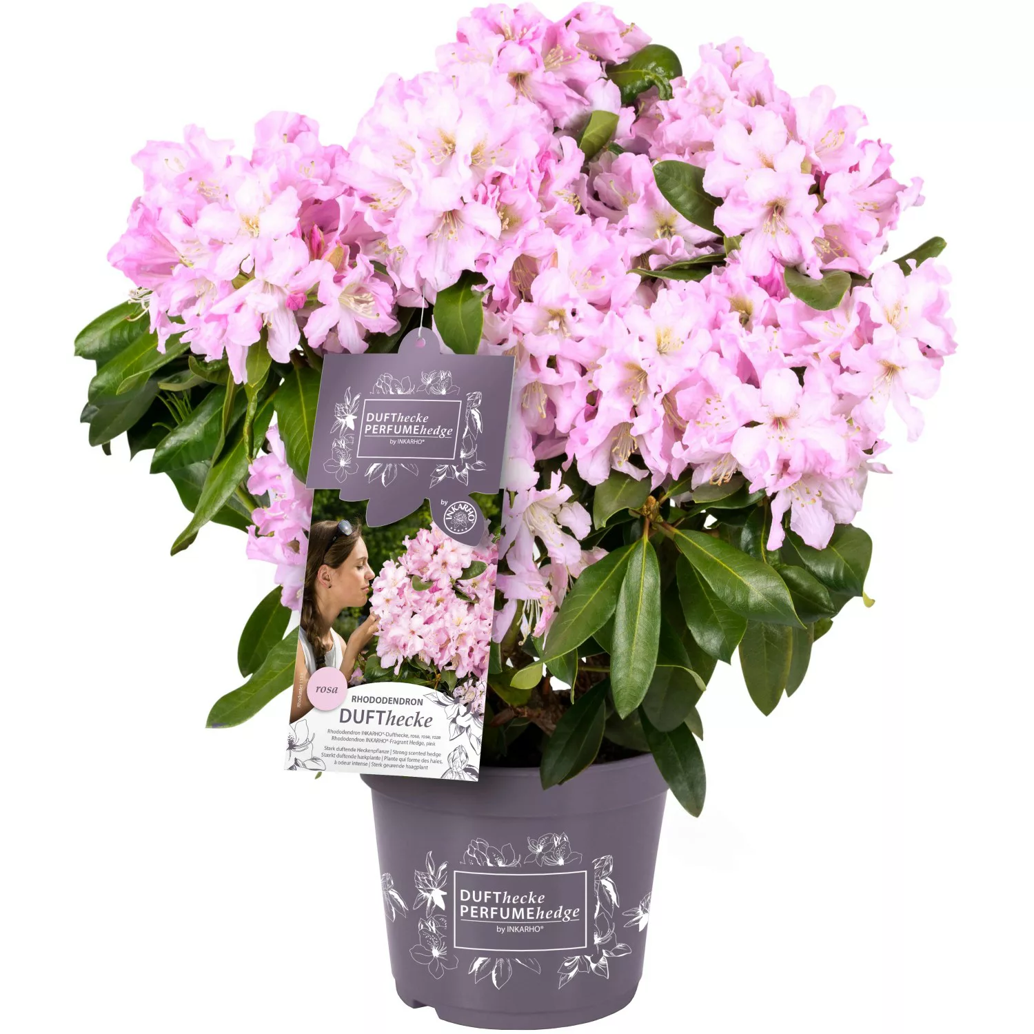 Rhododendron Inkarho-Dufthecke Topf ca. 5 l Rhododendron Hybride günstig online kaufen