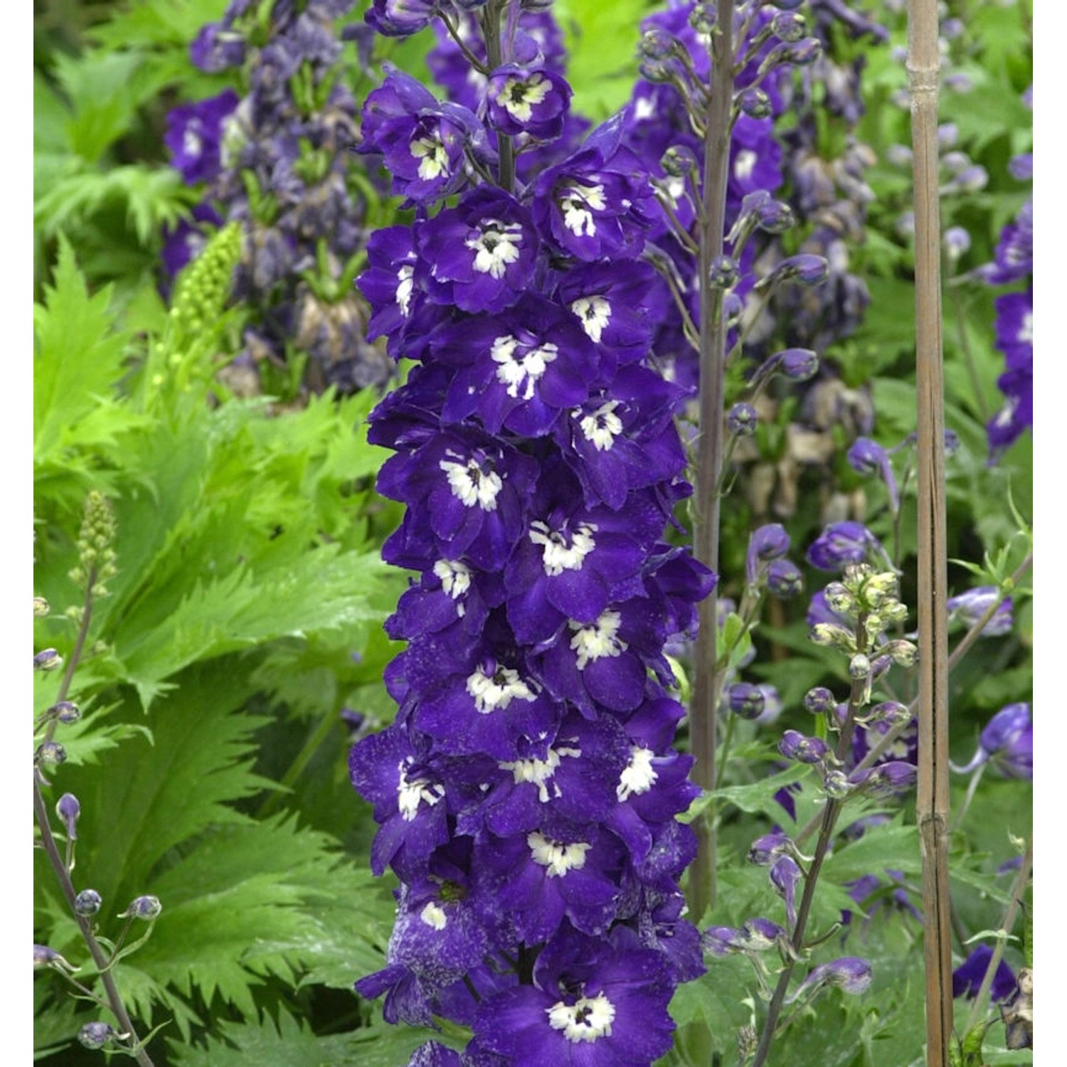 Hoher Rittersporn Elmfreude - Delphinium elatum günstig online kaufen