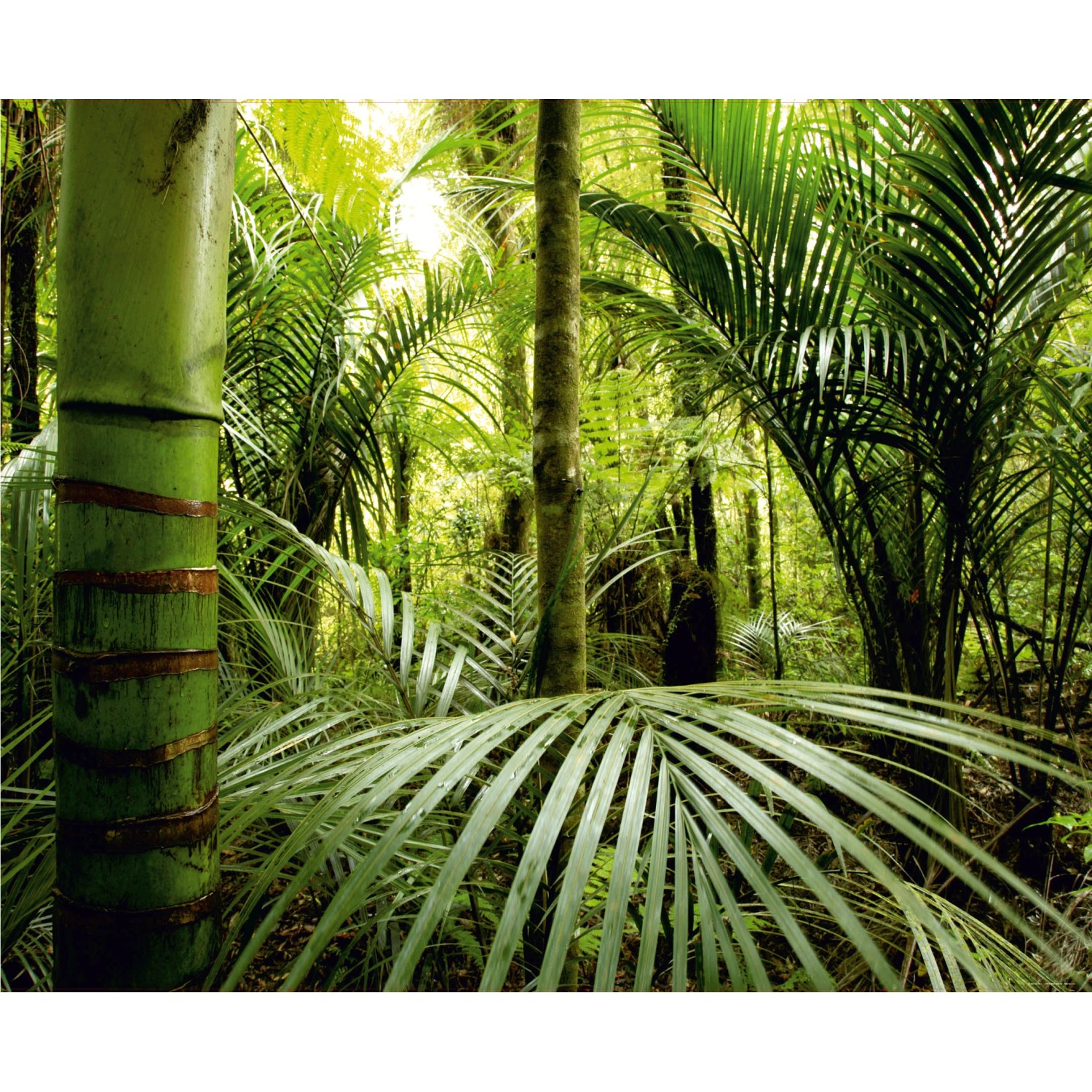 Sanders & Sanders Fototapete Dschungelmuster Grün 360 x 270 cm 600477 günstig online kaufen