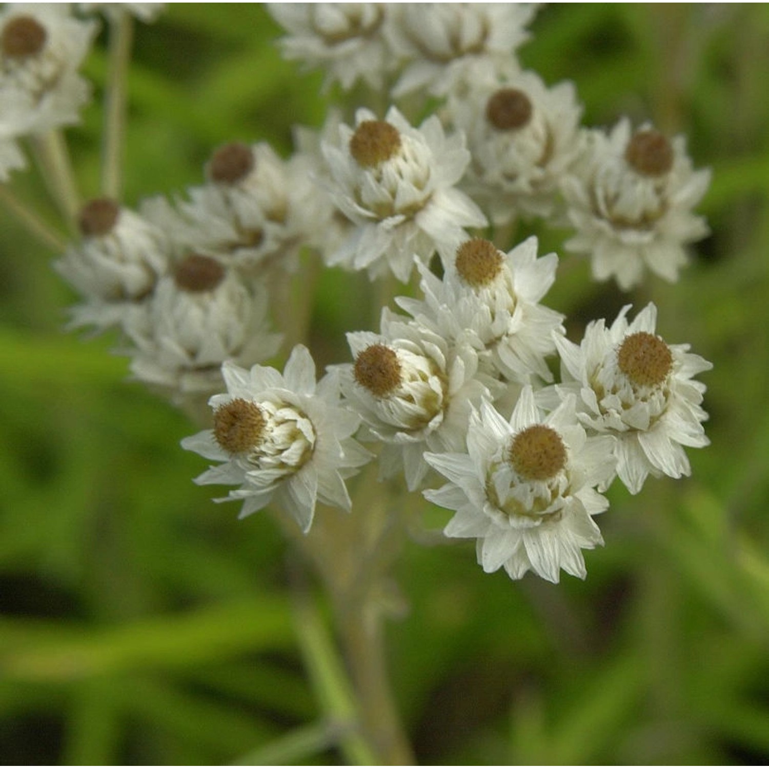 Perlkörbchen Neuschnee - Anaphalis margaritacea günstig online kaufen