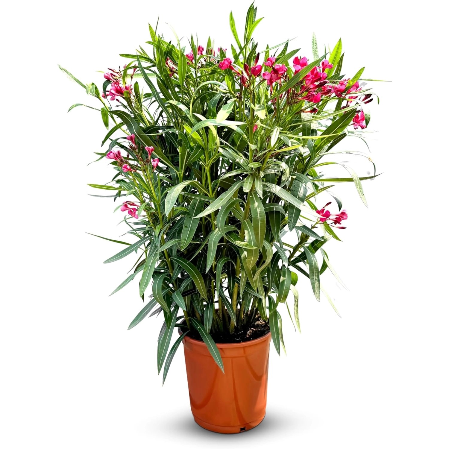 Sunny-Tree Oleander Farbe Rot  100/120 cm  Nerium Oleander Pflanze für Drau günstig online kaufen