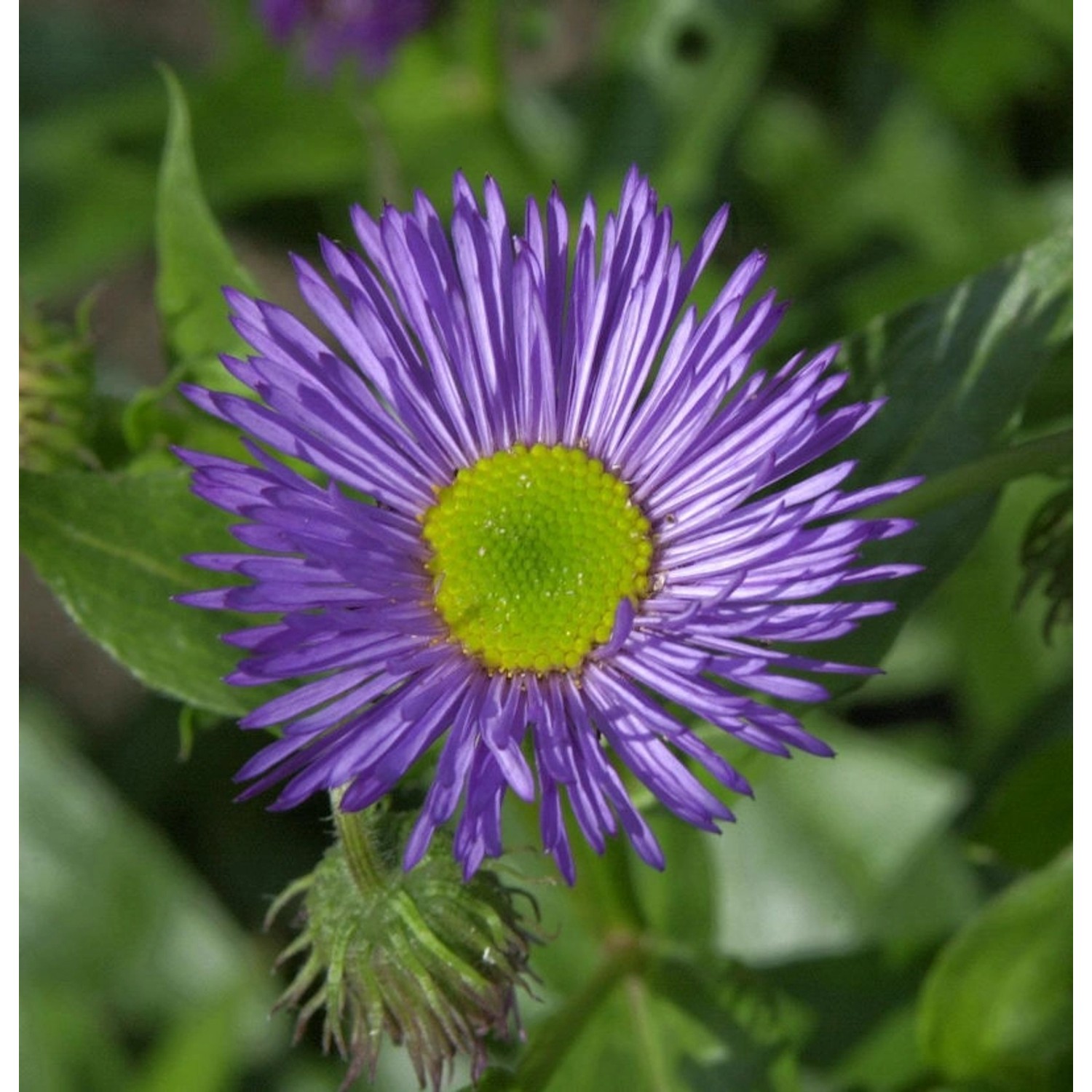 Feinstrahlaster Dunkelste Aller - Erigeron Hybrid günstig online kaufen