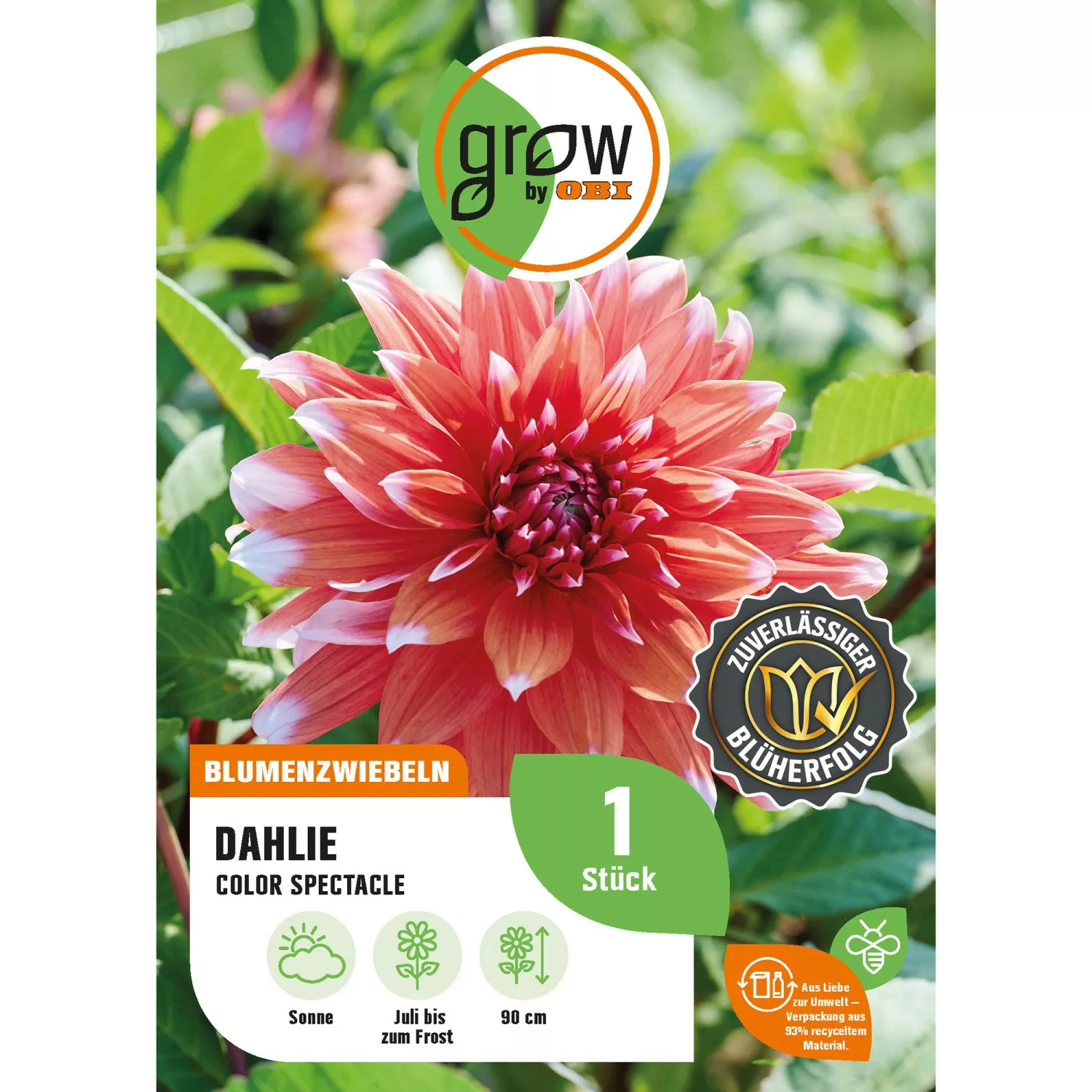 GROW by OBI Dahlie Color Spectacle Höhe ca. 90 cm günstig online kaufen