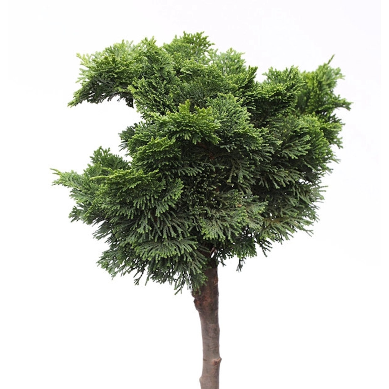 Hochstamm Zwerg Hinoki Zypresse Kosteri 40-60cm - Chamaecyparis obtusa günstig online kaufen