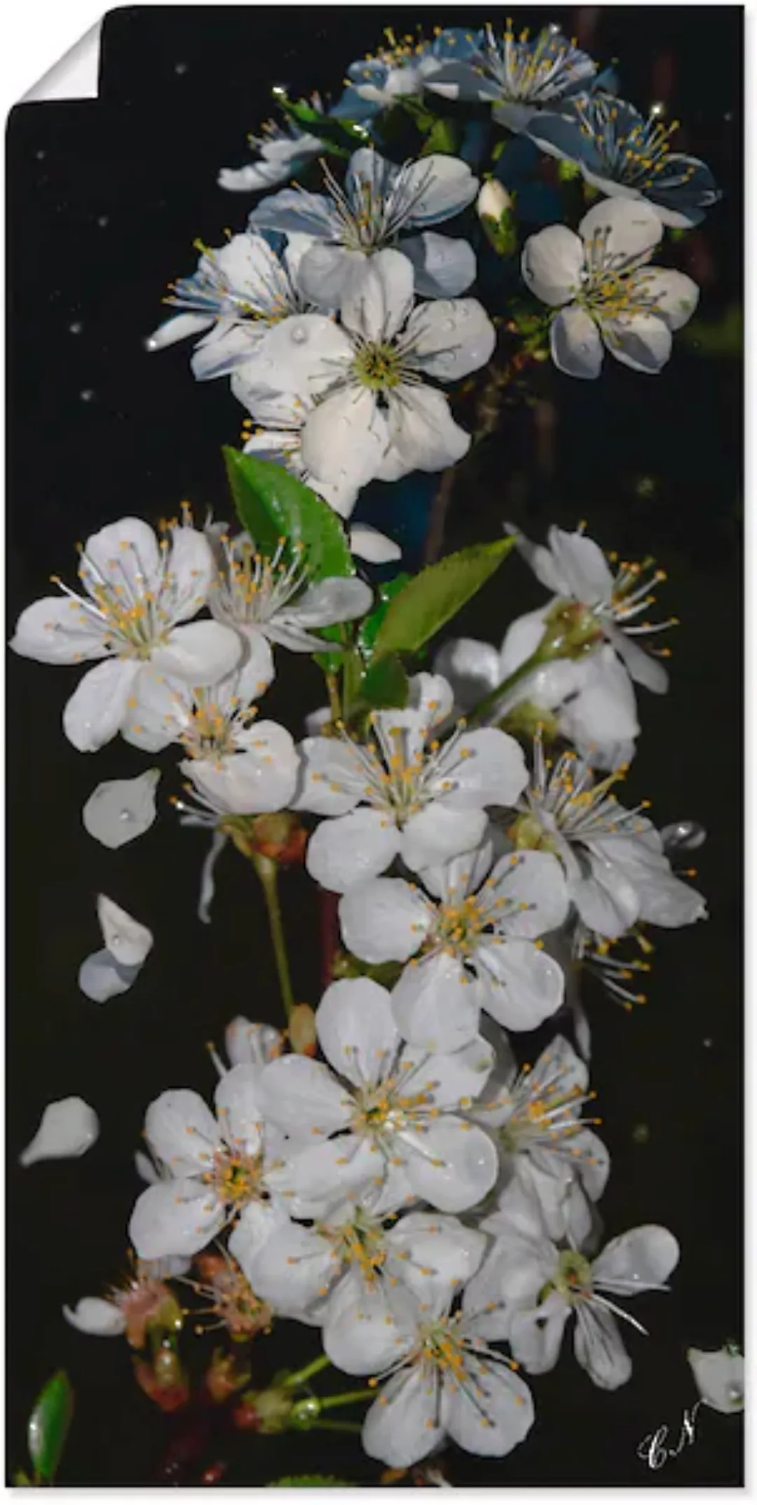 Artland Wandbild »Baumblüte«, Blumen, (1 St.), als Leinwandbild, Poster, Wa günstig online kaufen