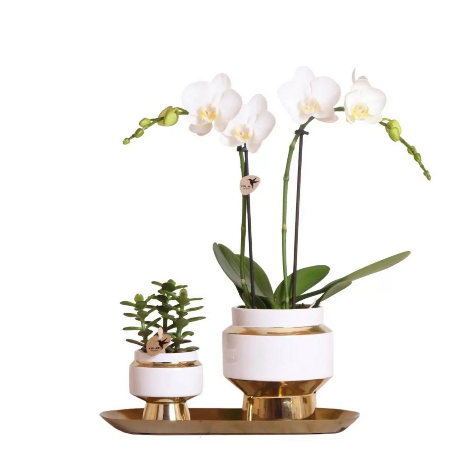 Kolibri Set aus Weißer Orchidee & Sukkulente auf Goldenem Tablett günstig online kaufen