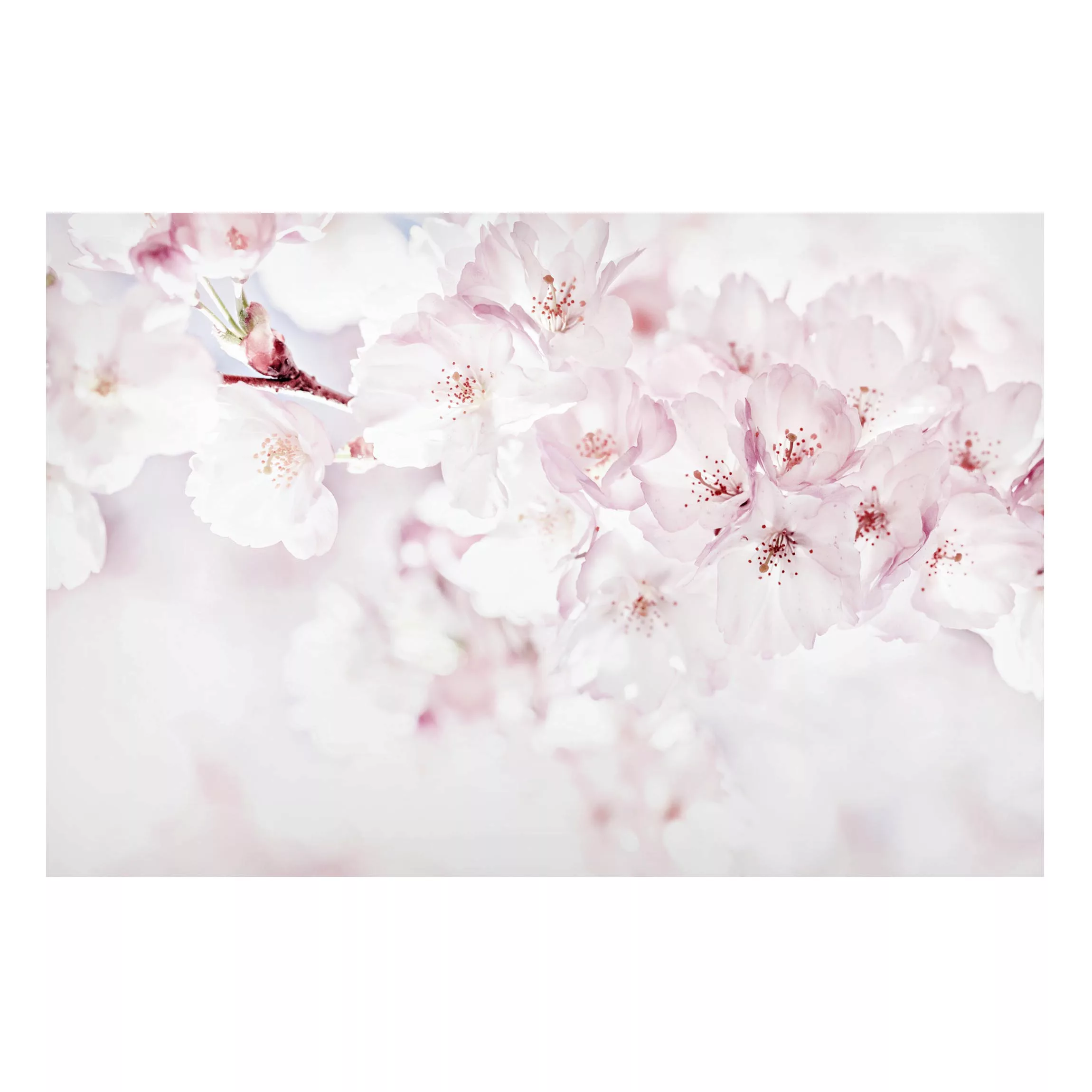 Magnettafel Ein Kirschblütenhauch günstig online kaufen