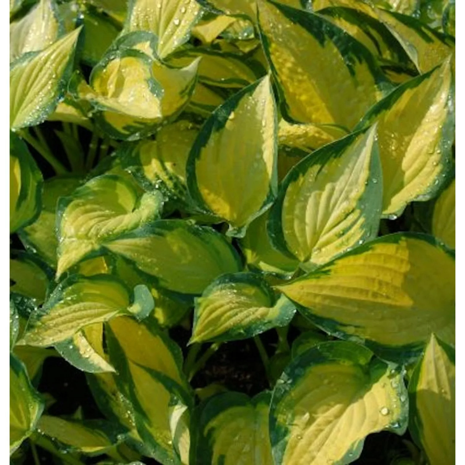 Funkie Orange Marmalade - Hosta cultorum günstig online kaufen