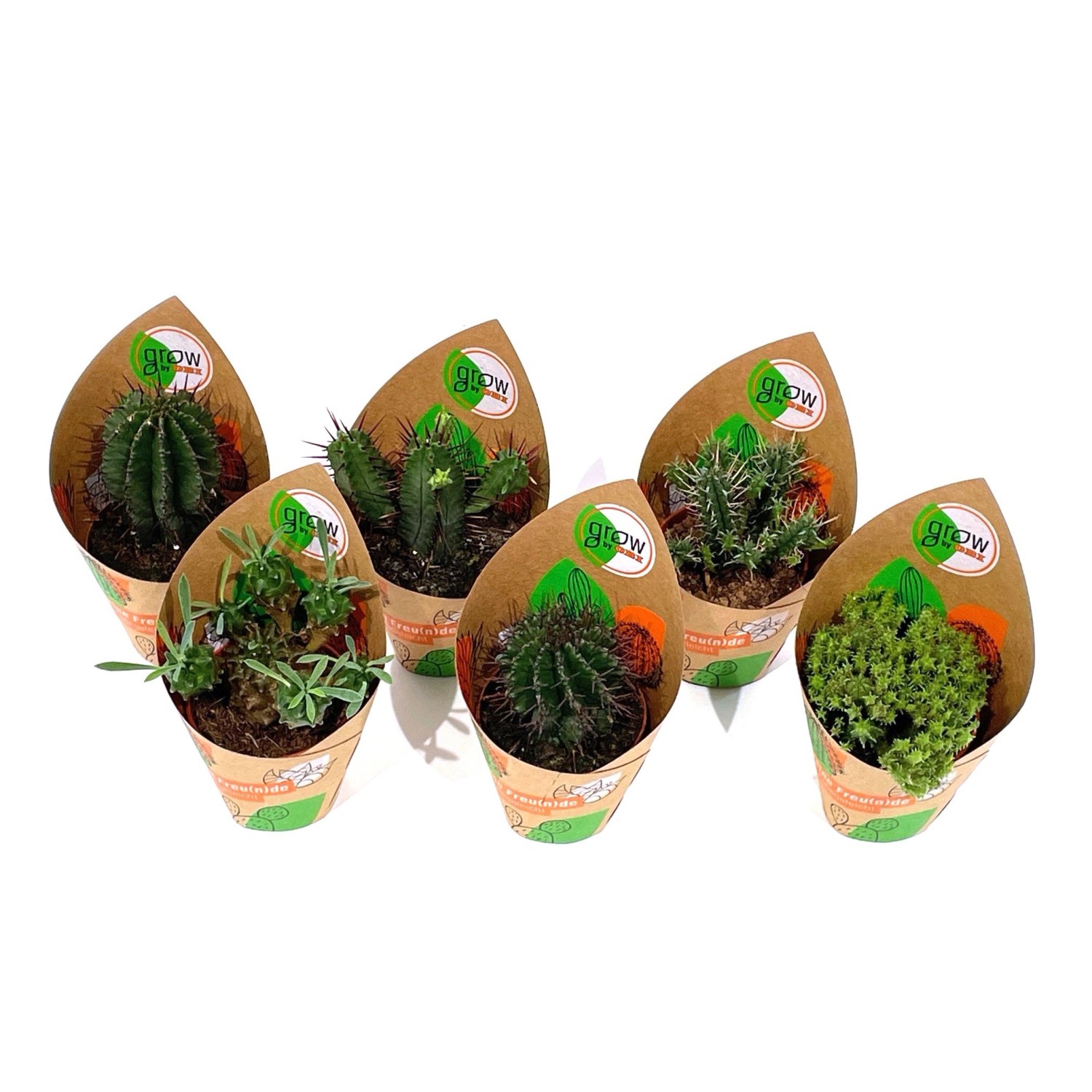 GROW by OBI Euphorbia 6-fach sortiert Topf-Ø ca. 5,5 cm günstig online kaufen
