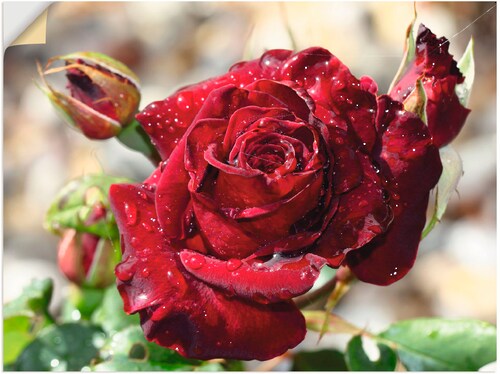 Artland Wandbild »Tröpfchenrose«, Blumen, (1 St.), als Leinwandbild, Poster günstig online kaufen