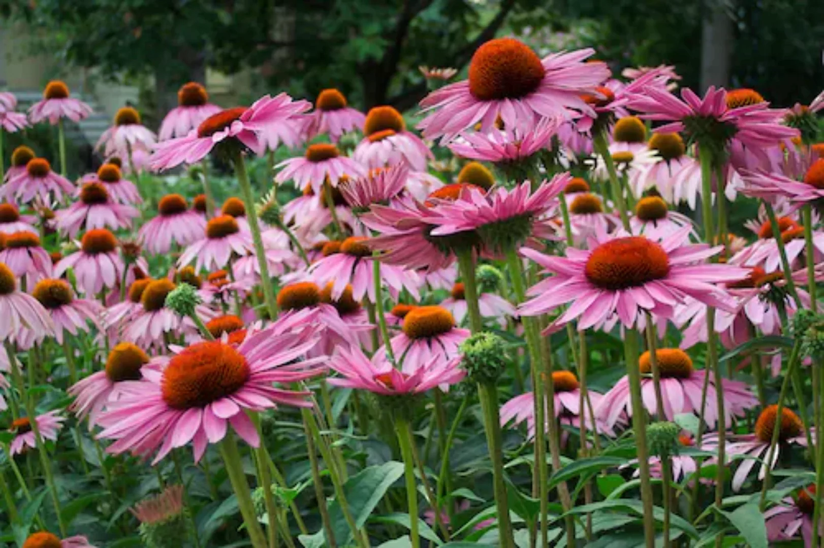 Papermoon Fototapete »Sommerblumen« günstig online kaufen