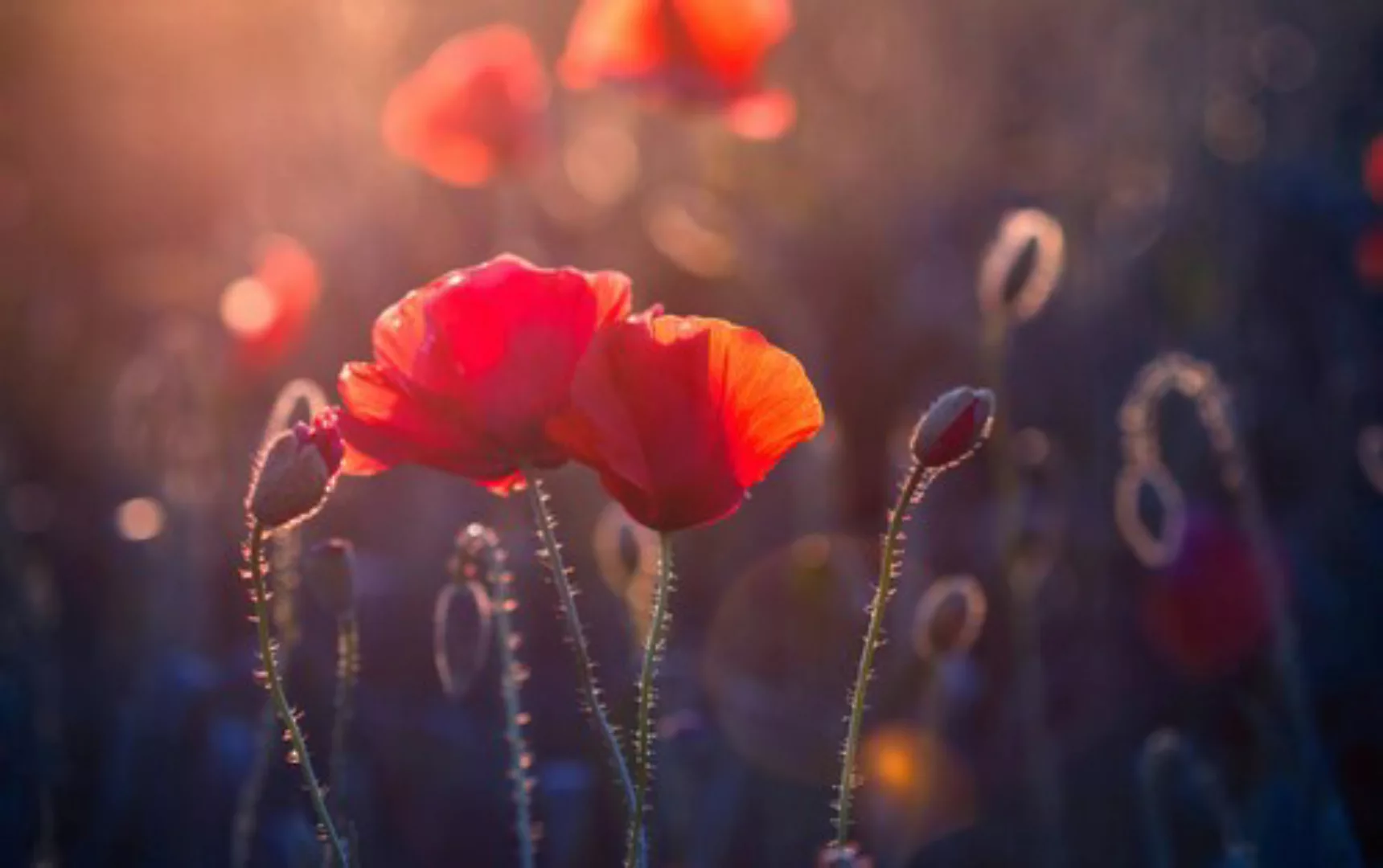 Papermoon Fototapete »Blumen« günstig online kaufen