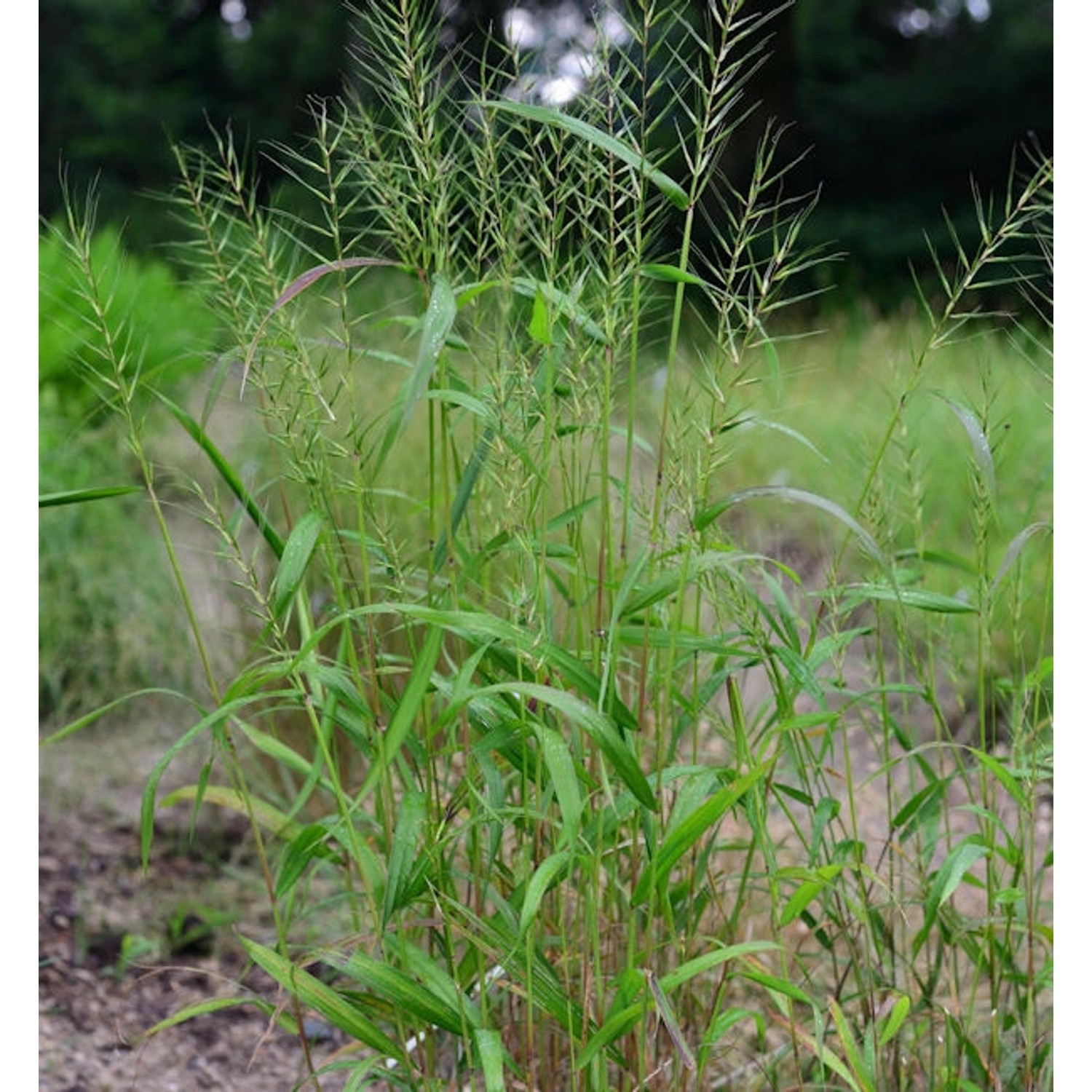 Flaschenbürstengras - Hystrix paluta günstig online kaufen