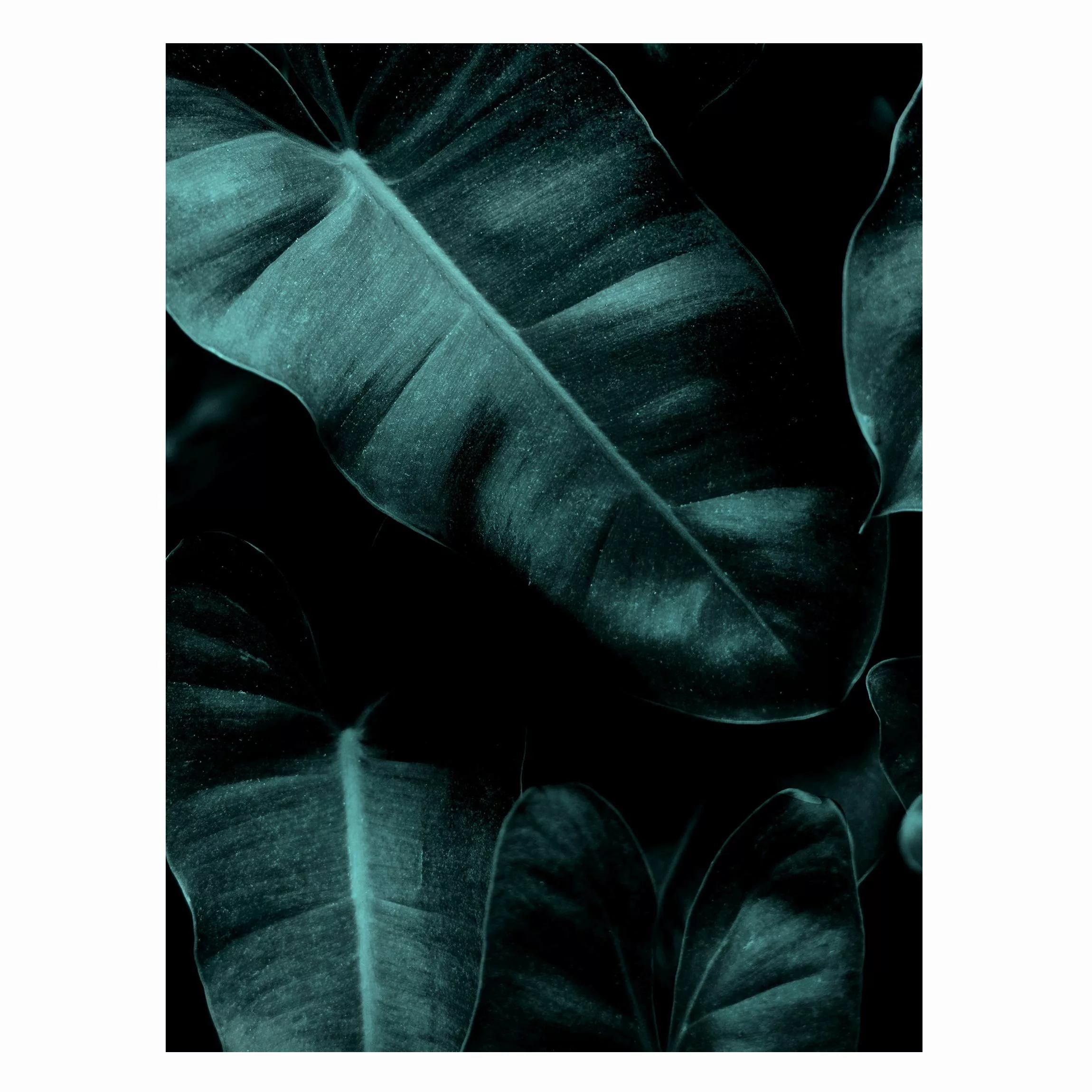 Magnettafel Dschungel Blätter Dunkelgrün günstig online kaufen