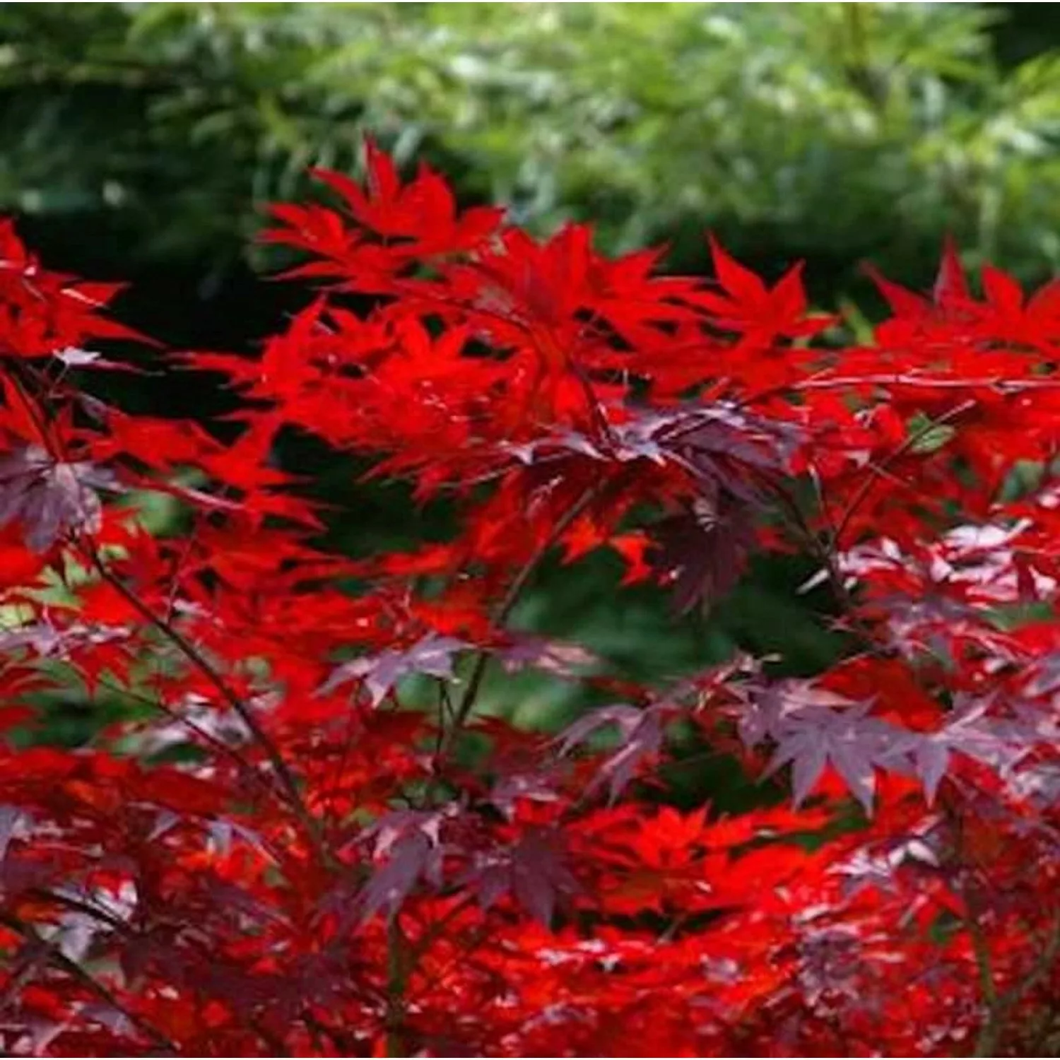 Kleinblättriger Zwergahorn Hime Shojo 30-40cm - Acer palmatum günstig online kaufen