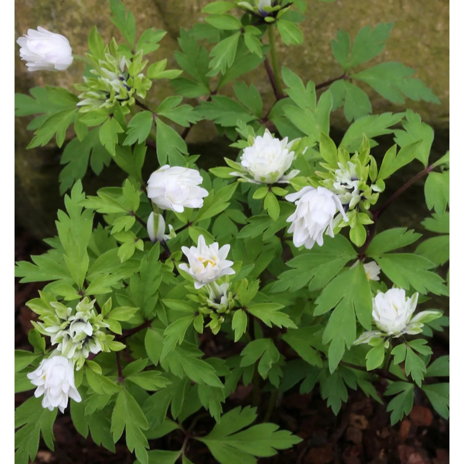 Buschwindröschen Alba Plena - Anemone nemorosa günstig online kaufen